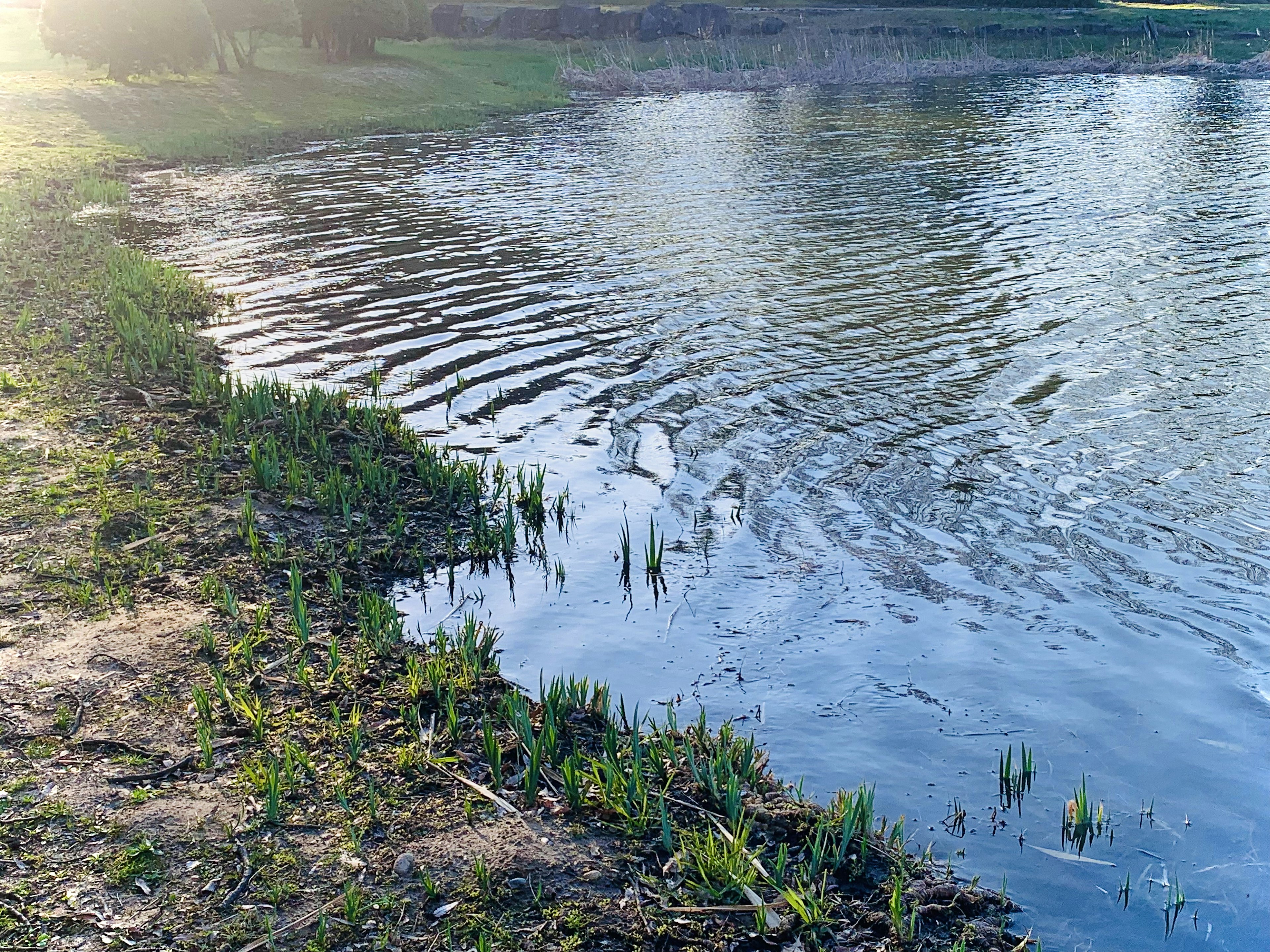 穏やかな水面に映る光と新緑の草が生えた川岸