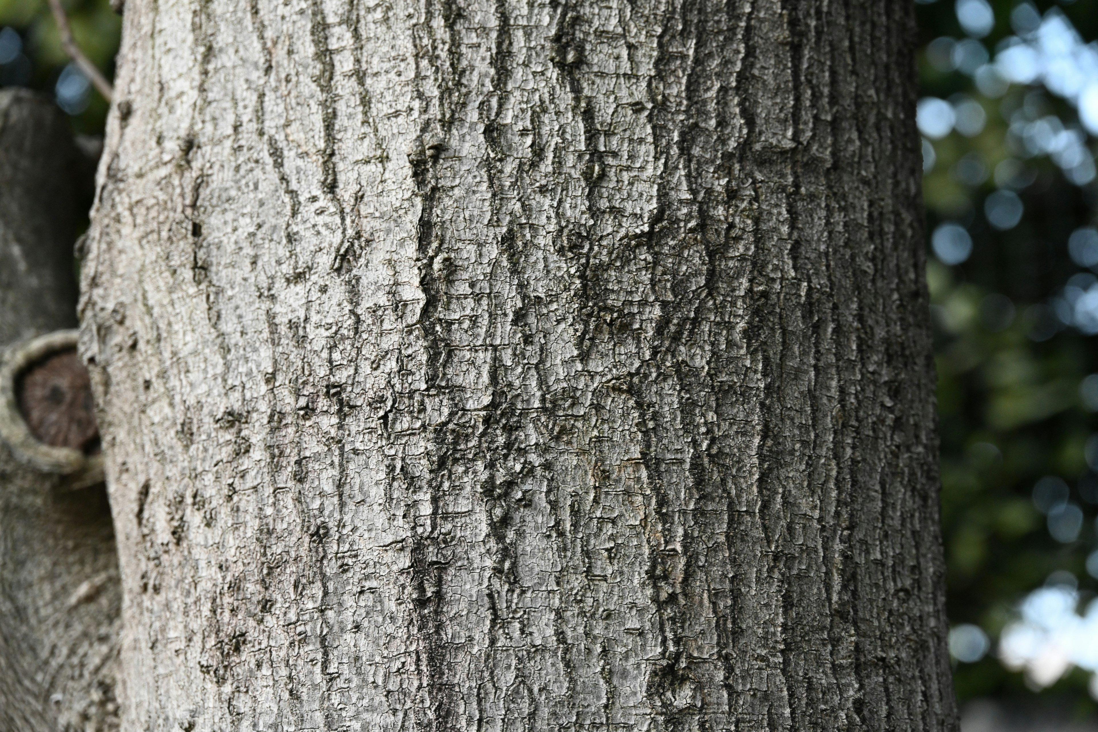 Detailed texture and pattern of a tree trunk