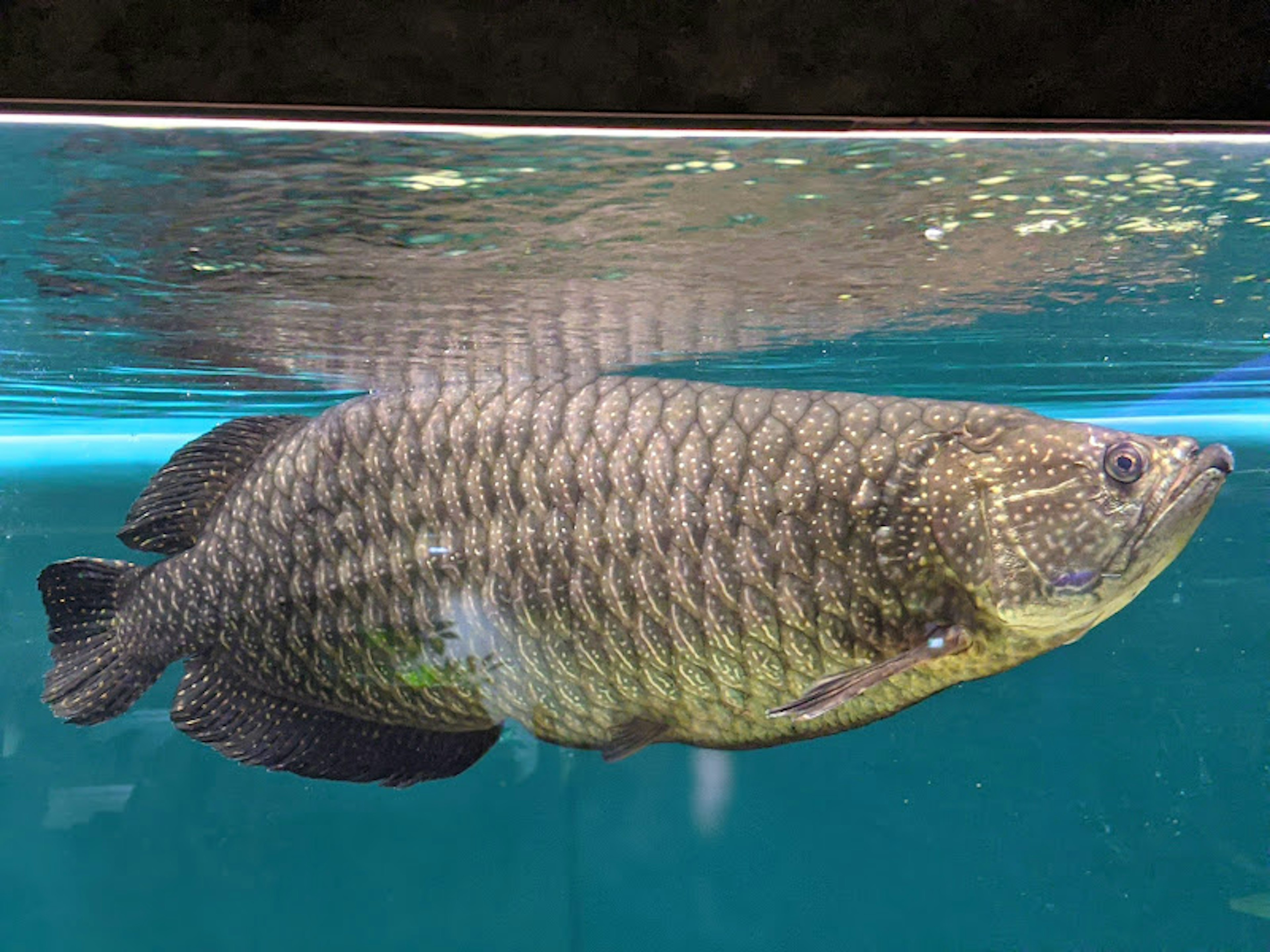 Un pez grande nadando en el agua con escamas visibles