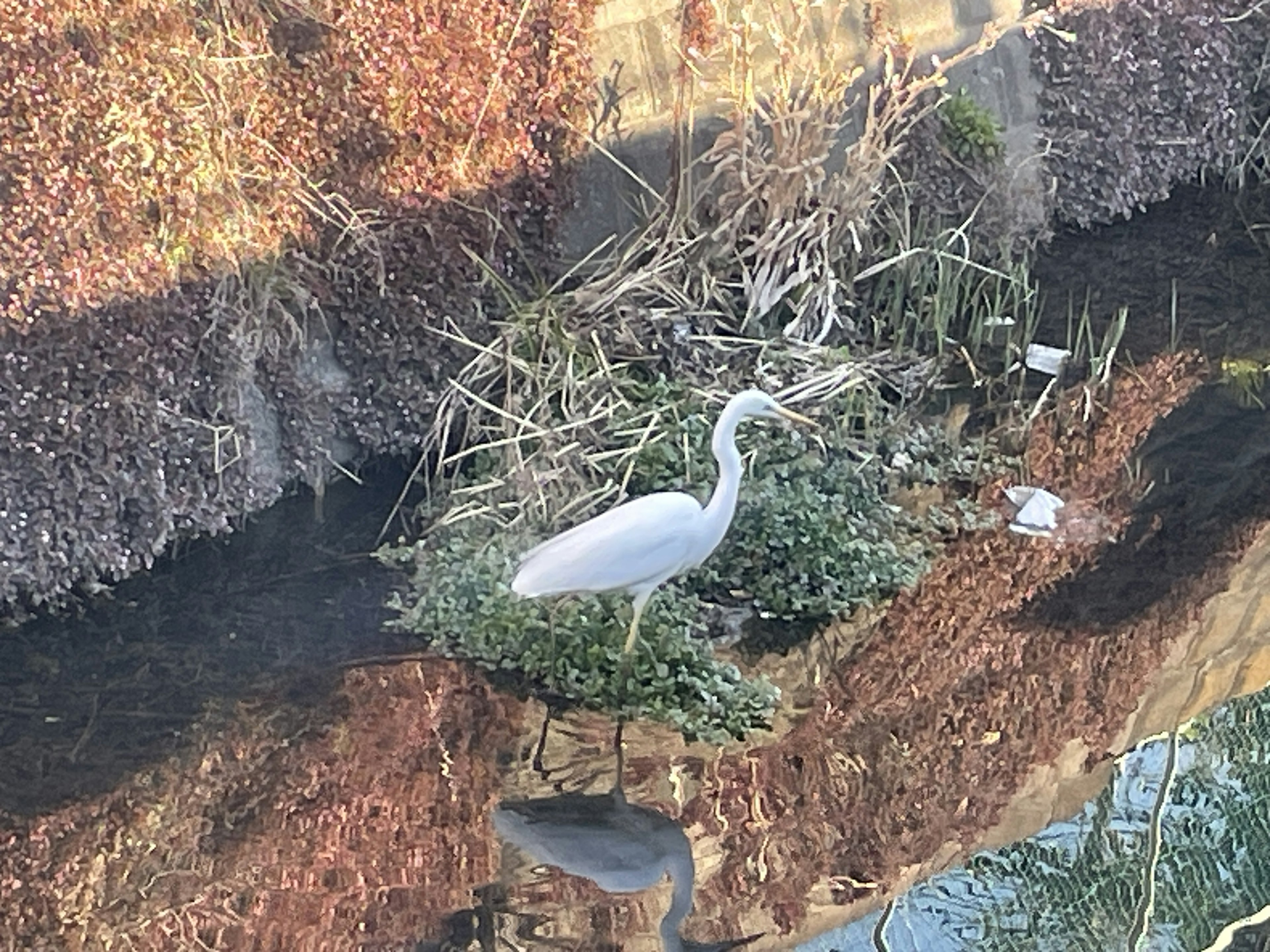 Seekor heron putih berdiri di tepi air