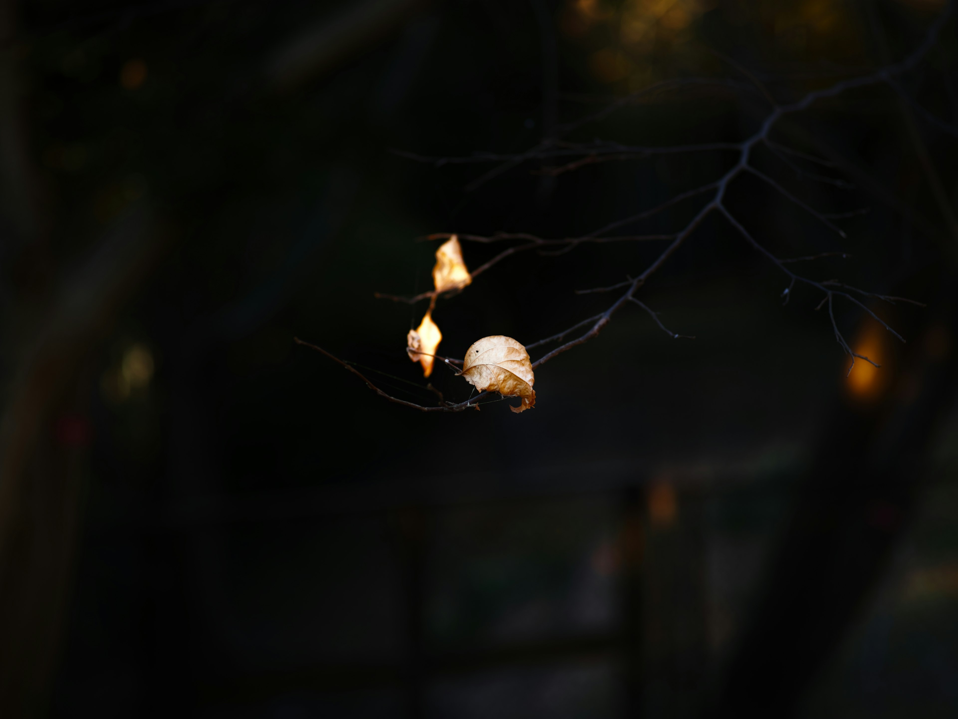 Contrasto di un guscio e di una ragnatela su uno sfondo scuro