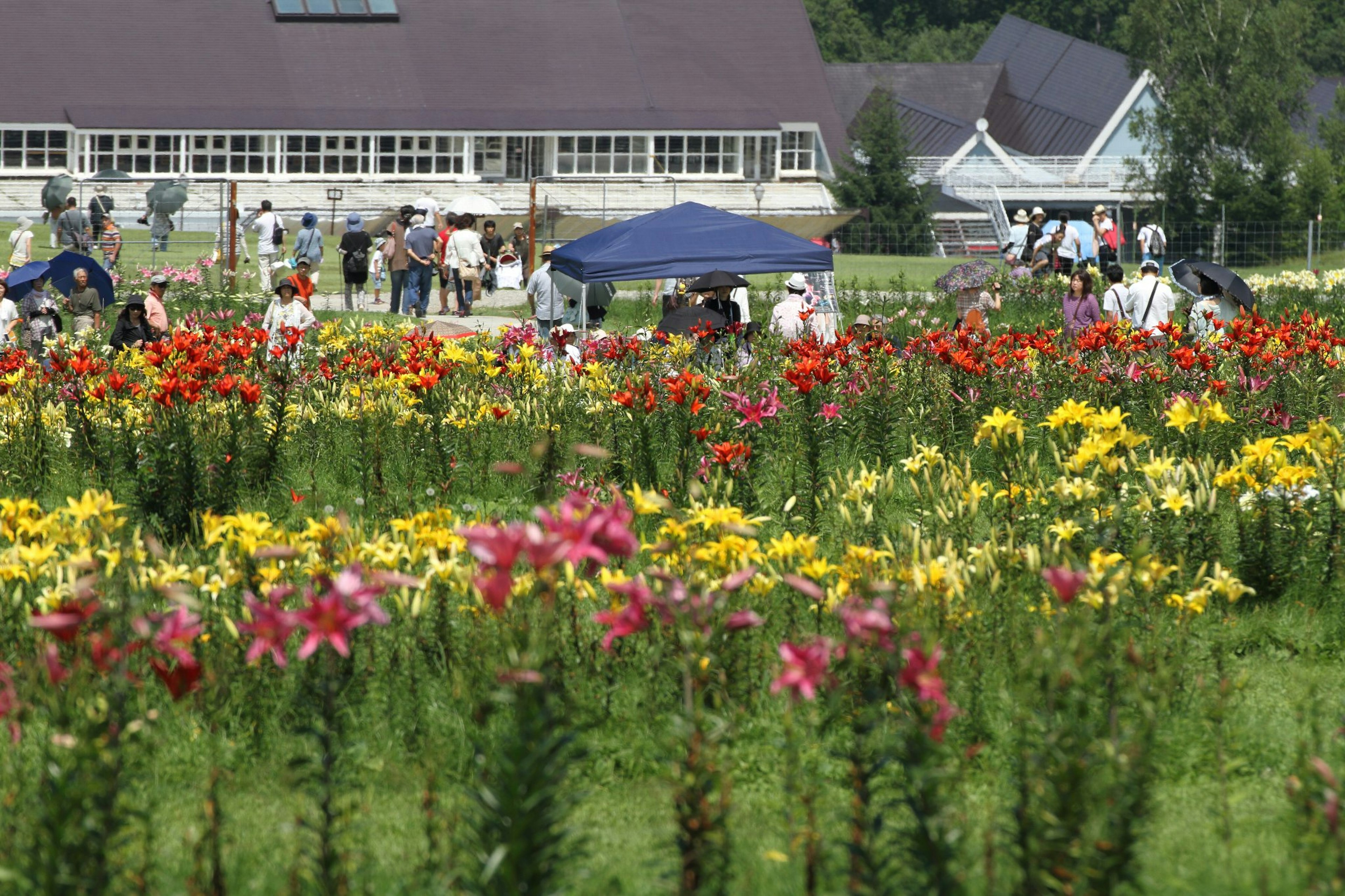 Champ de fleurs colorées avec des visiteurs et des tentes