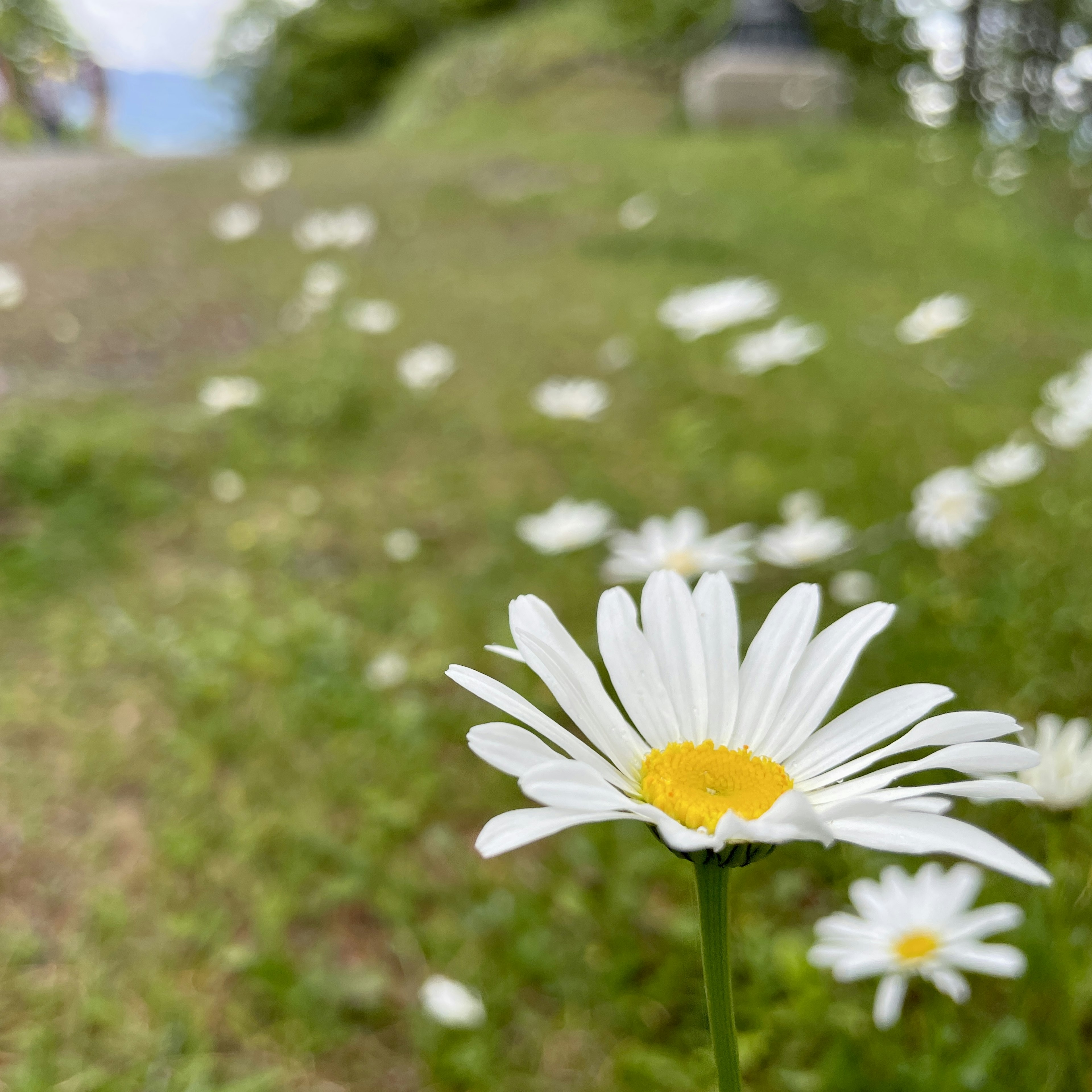 特写的白色雏菊花，黄色中心，周围是绿色草地