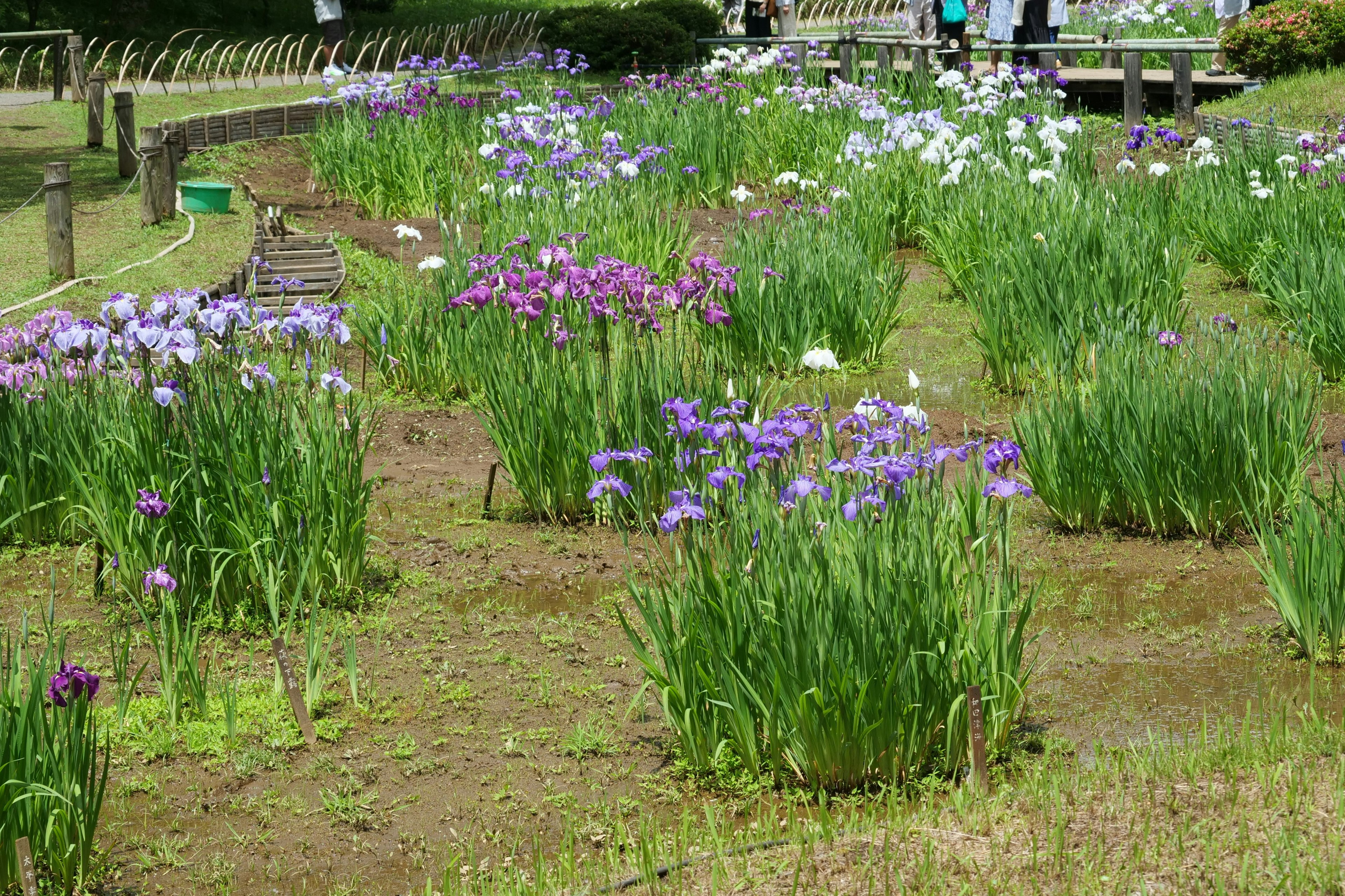 Jardín de flores coloridas con flores moradas y blancas