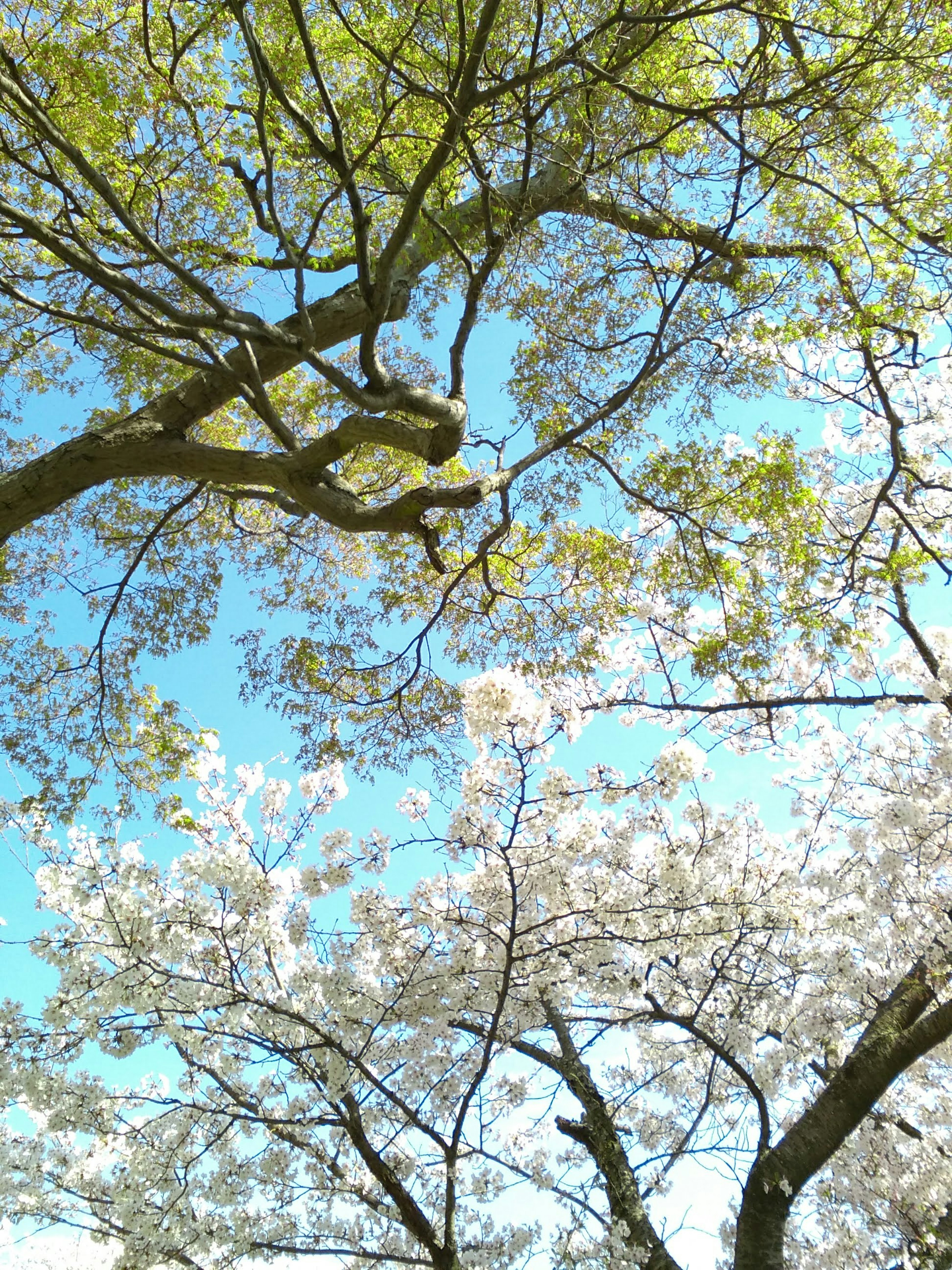 青空の下に広がる桜の花と緑の葉が美しい景色