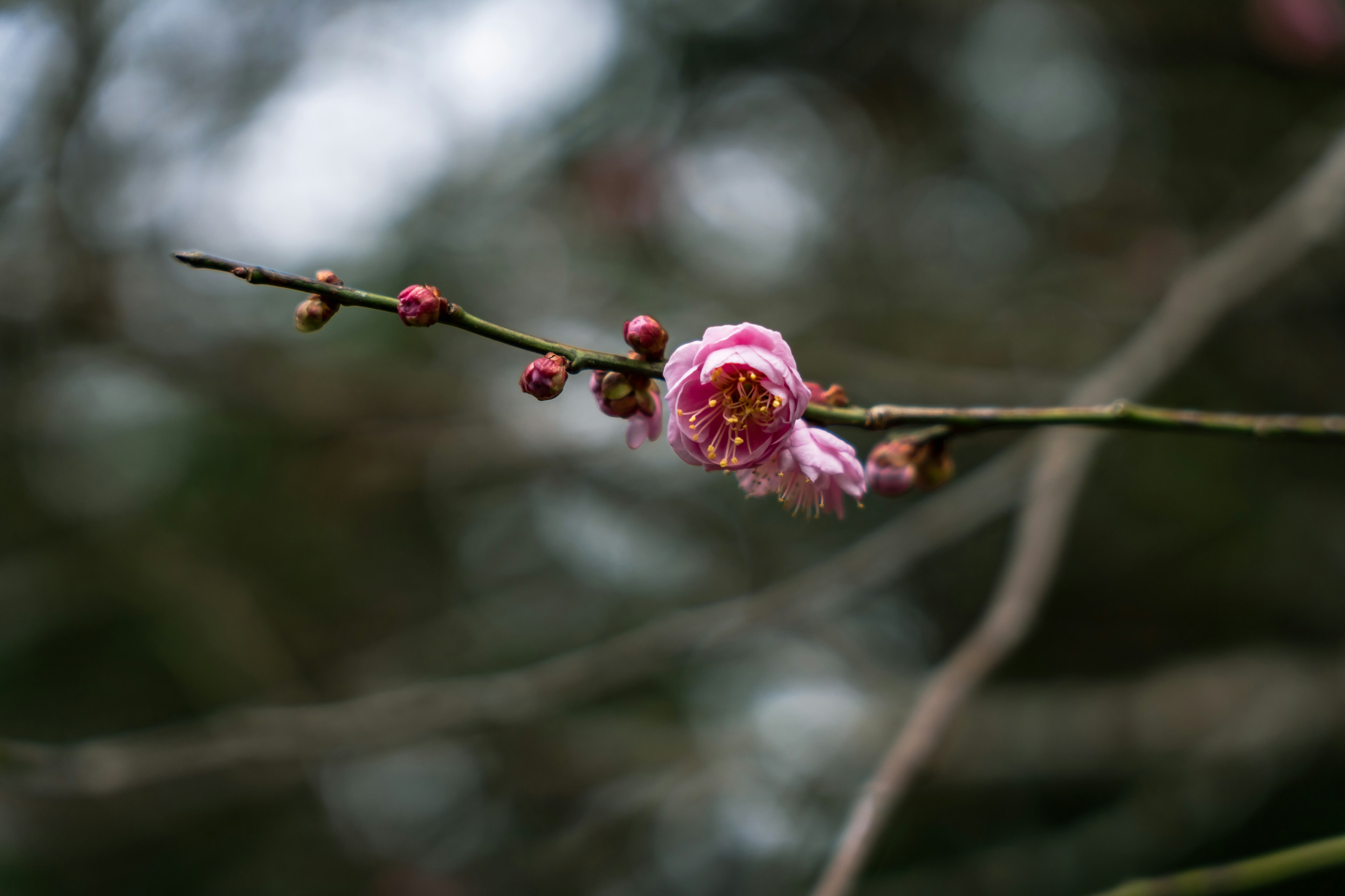 Close-up of a plum blossom branch with pink flowers and buds