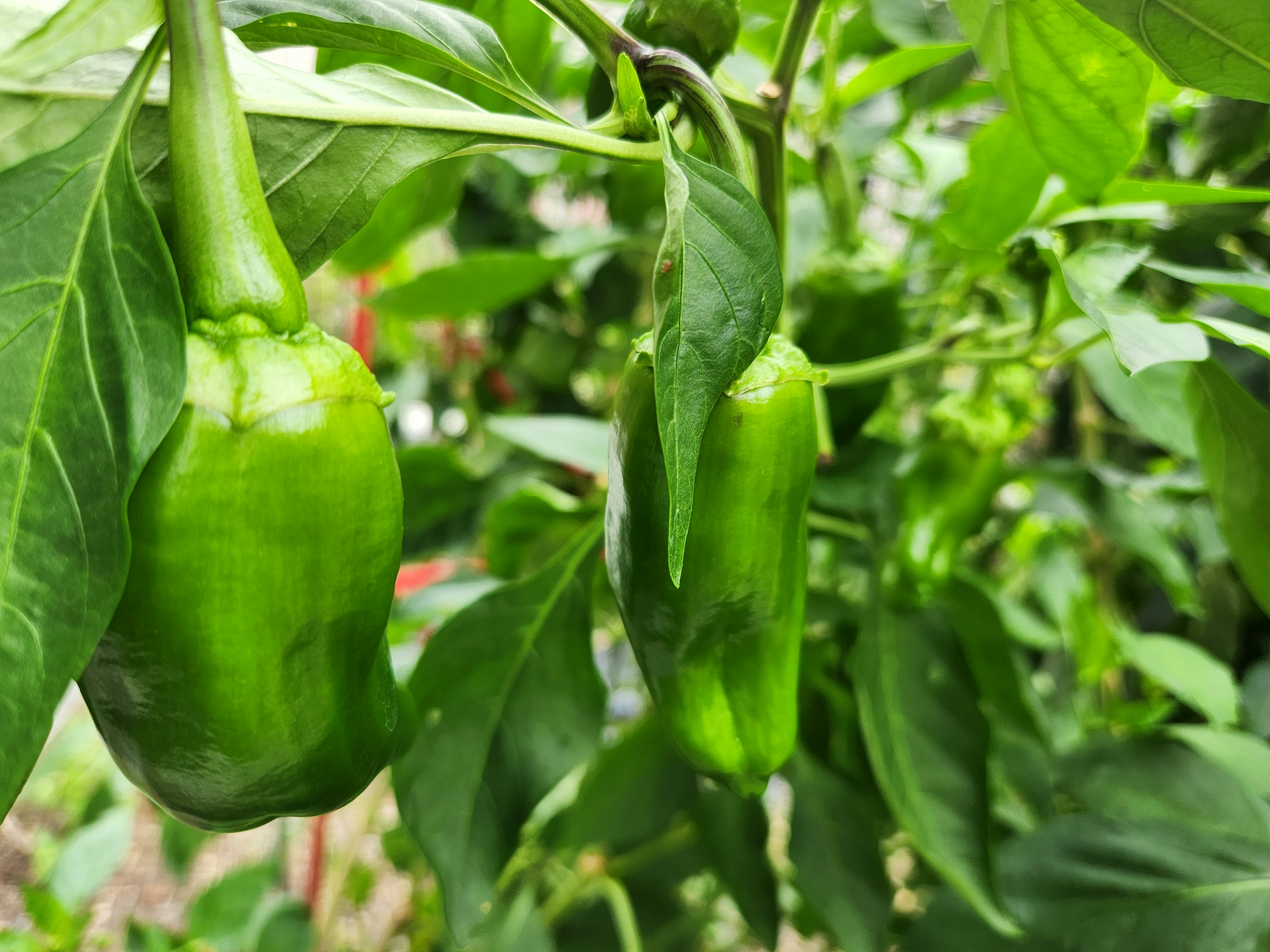 Grüne Paprika hängen zwischen üppigen grünen Blättern