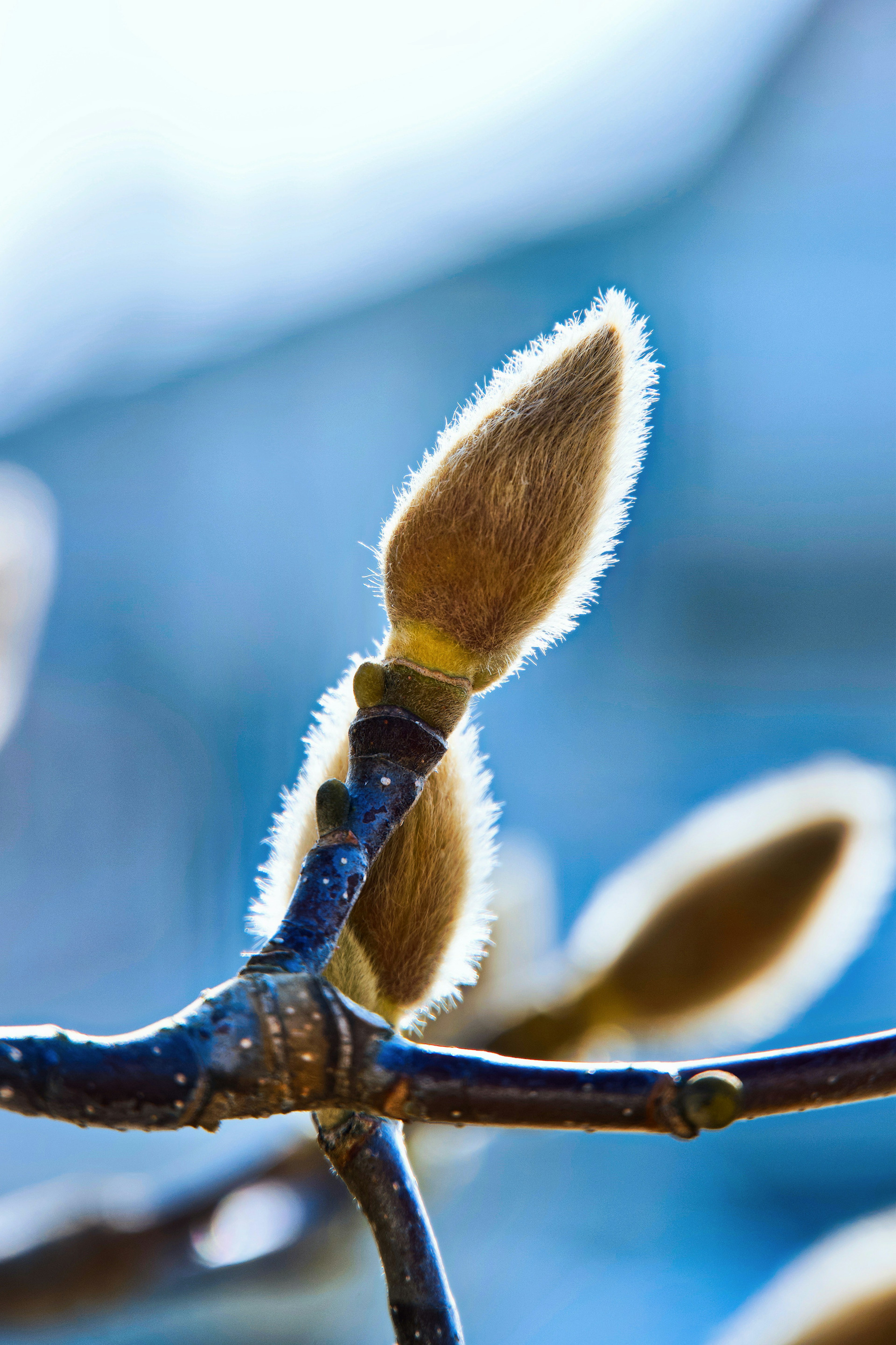 Foto ravvicinata di gemme di albero coperte di morbido pelo