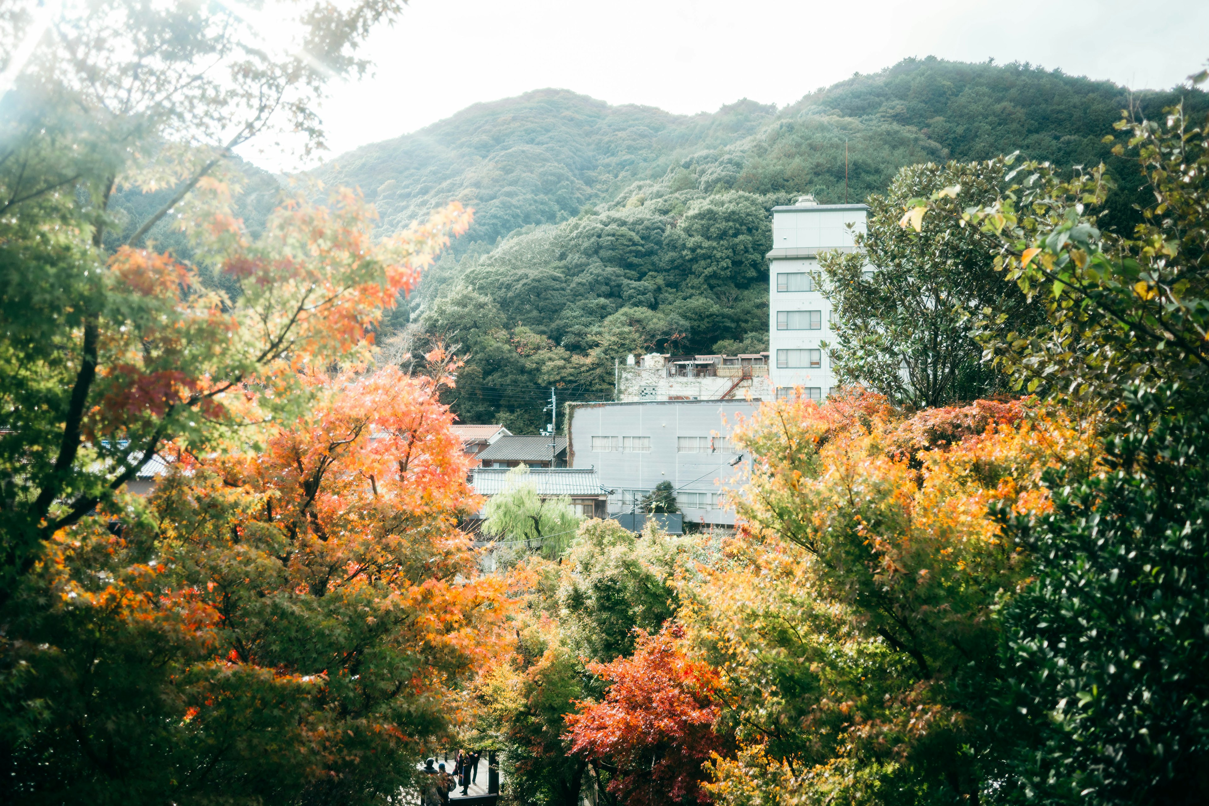 아름다운 가을 풍경, 다채로운 나무와 배경의 산들