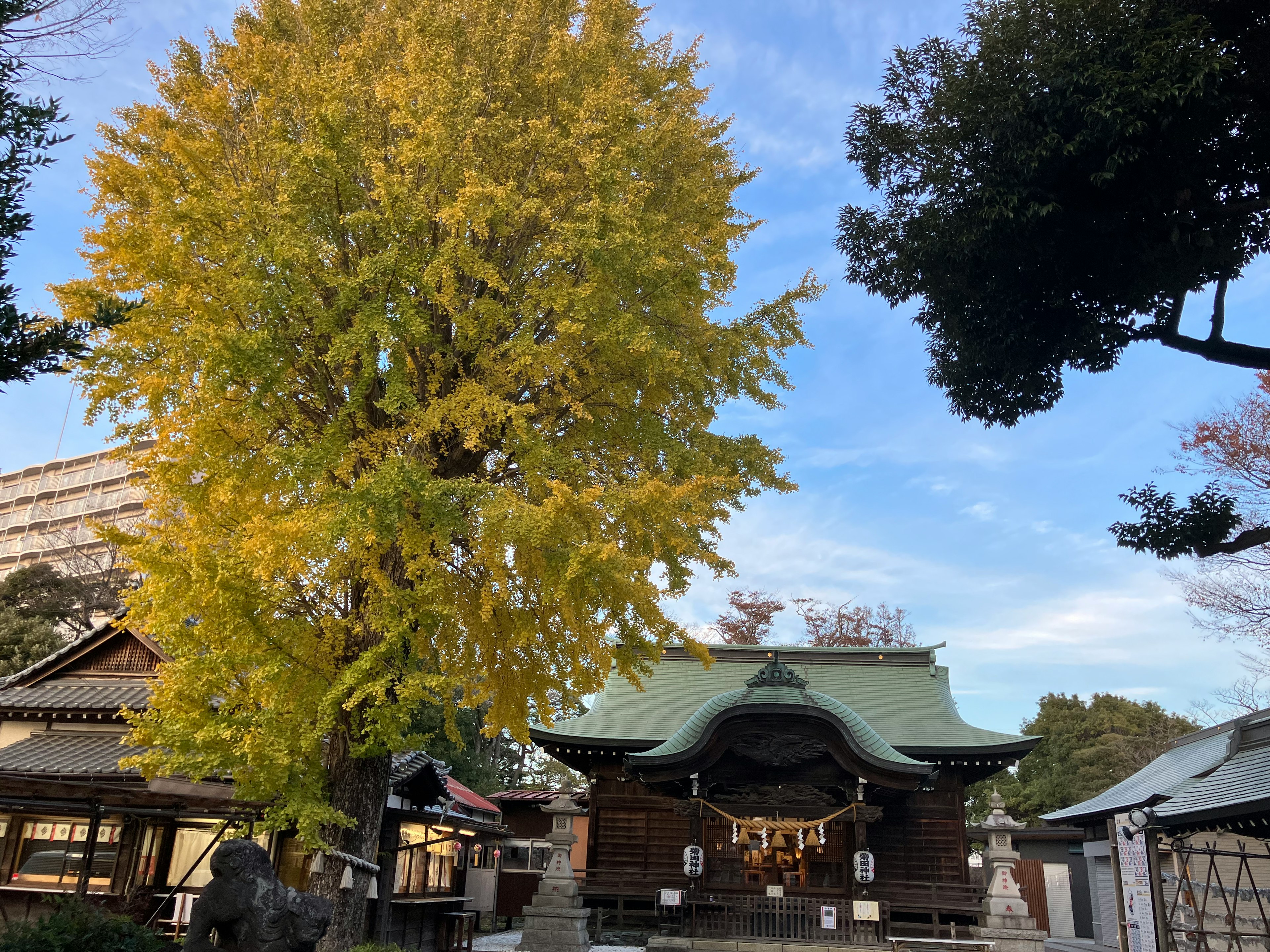 黃葉的銀杏樹和背景中的神社