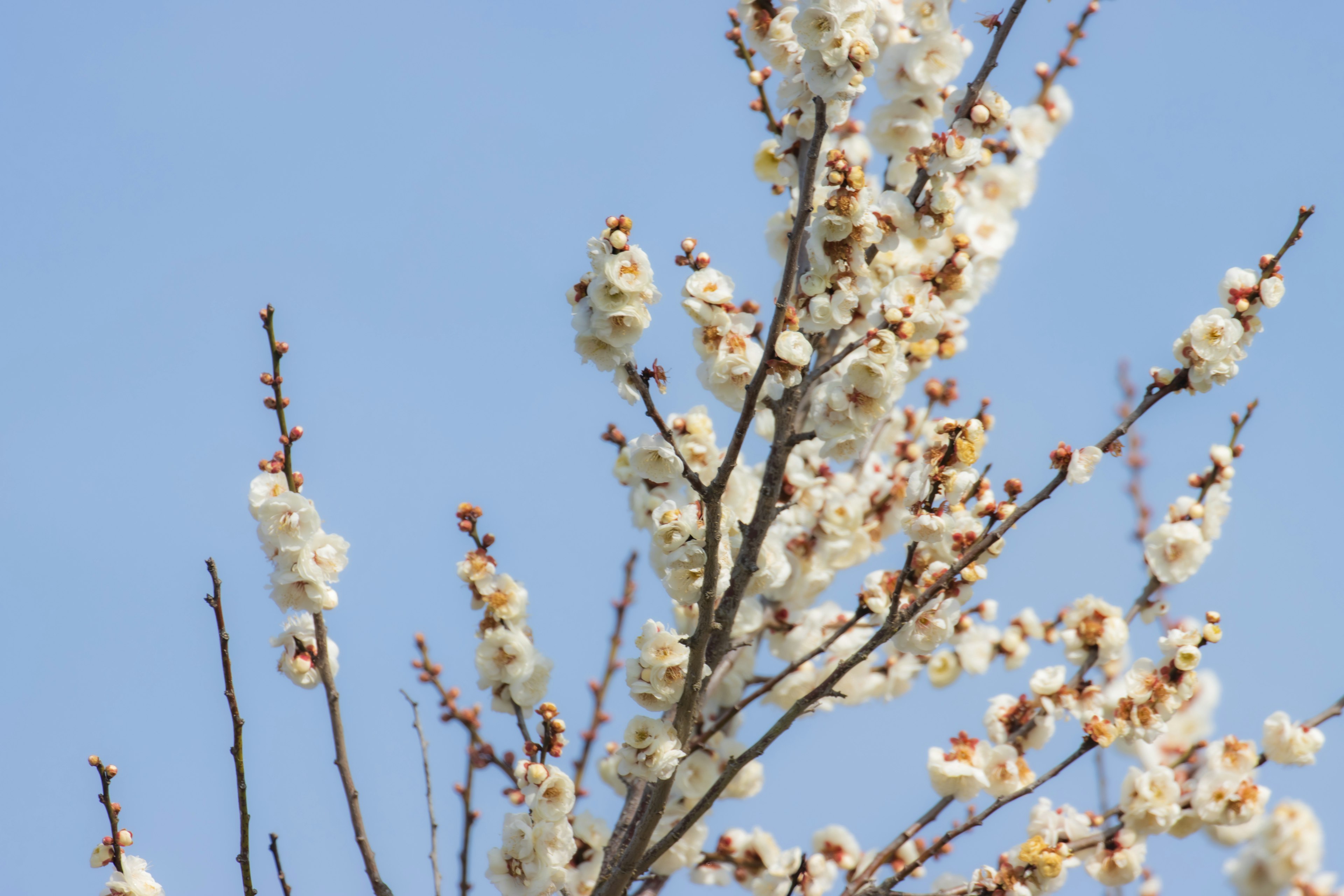 Branch with white flowers under a blue sky