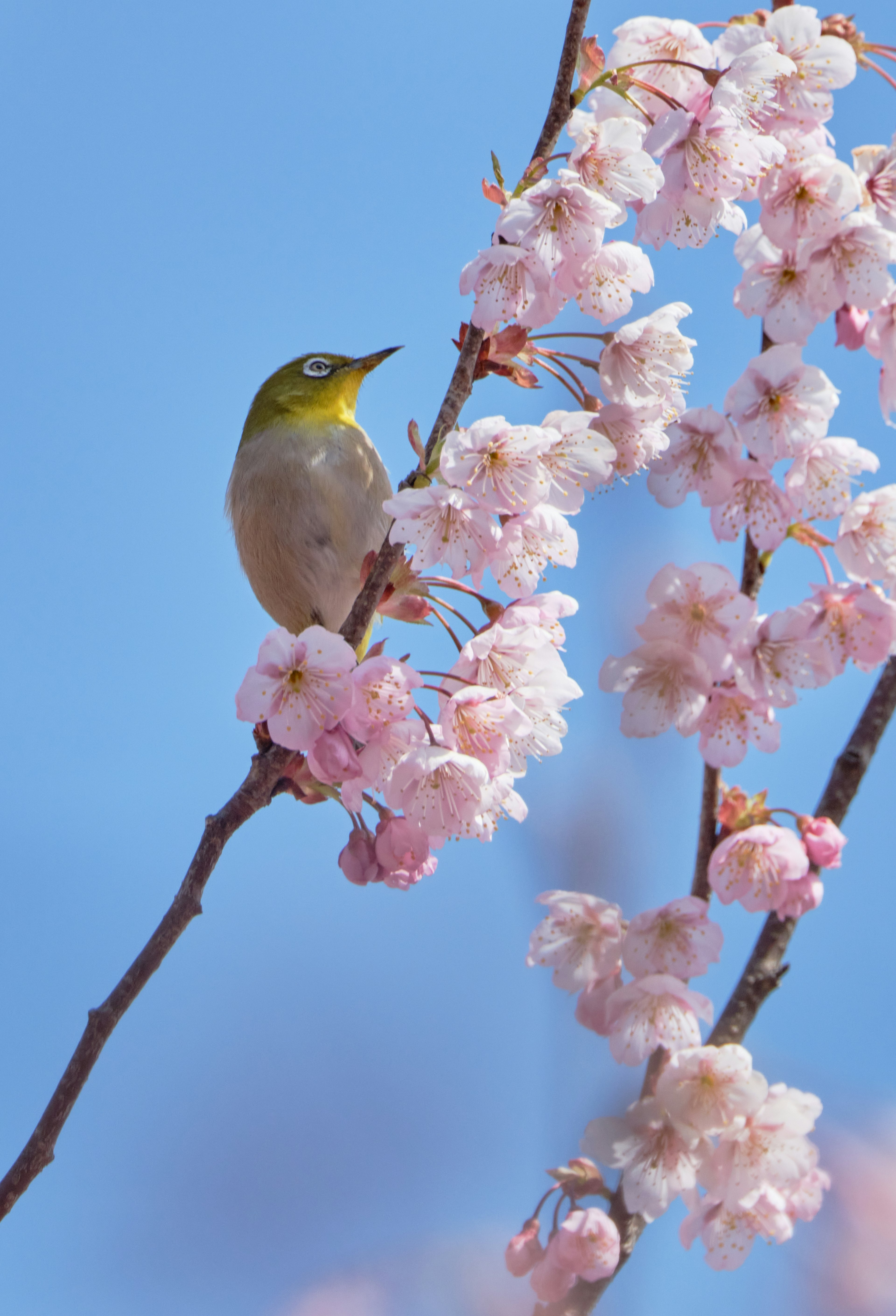 A small bird perched on cherry blossoms against a blue sky