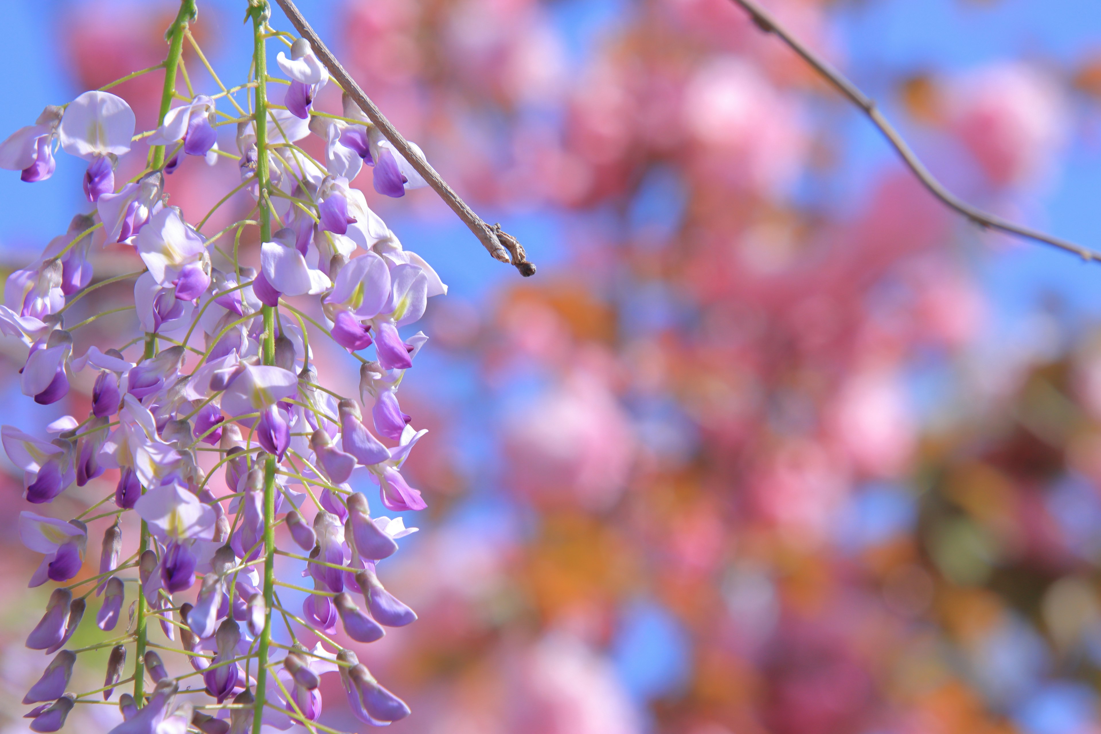 Fleurs de glycine violettes suspendues sous un ciel bleu avec des fleurs roses floues en arrière-plan