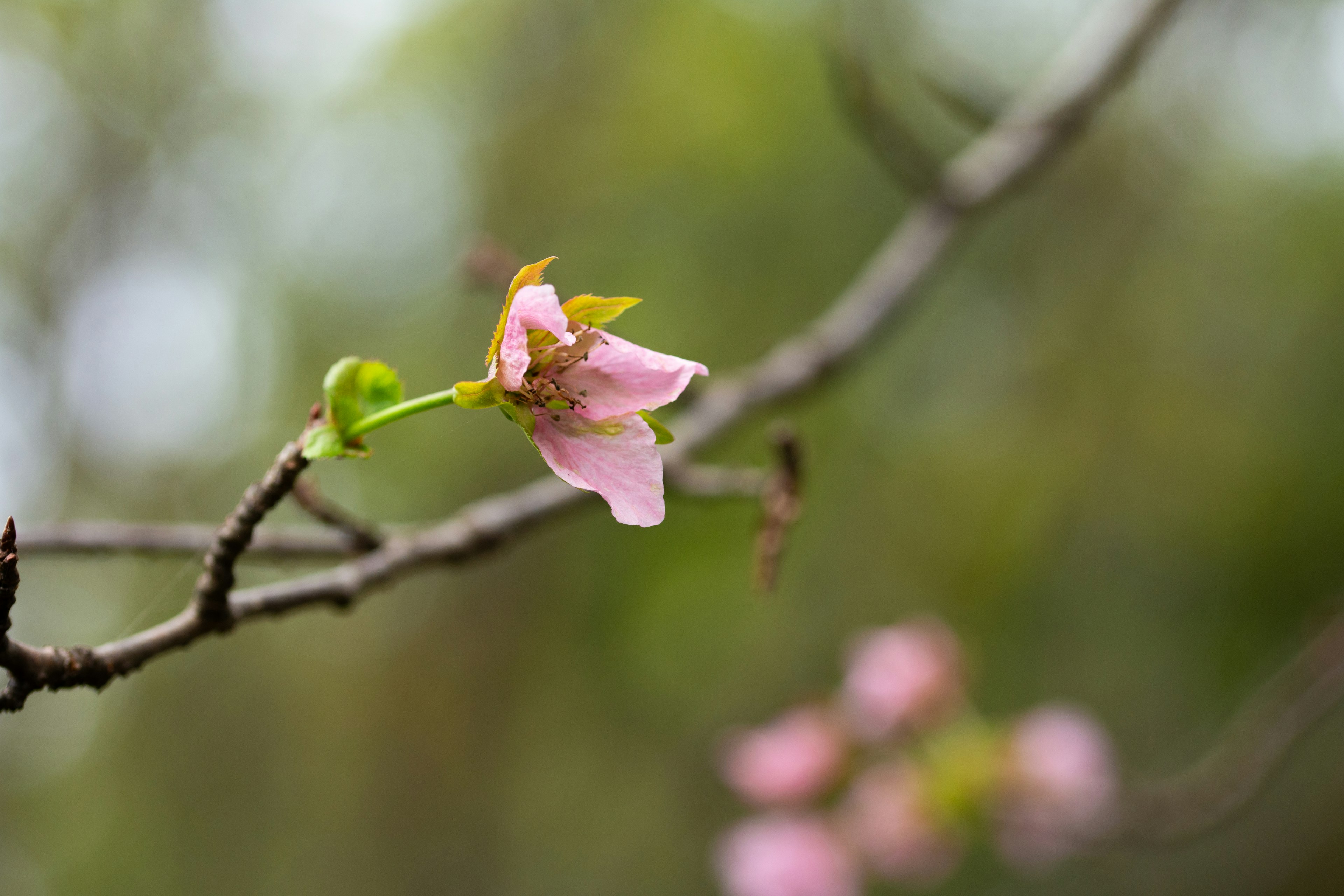 Eine zarte rosa Blume blüht an einem Zweig