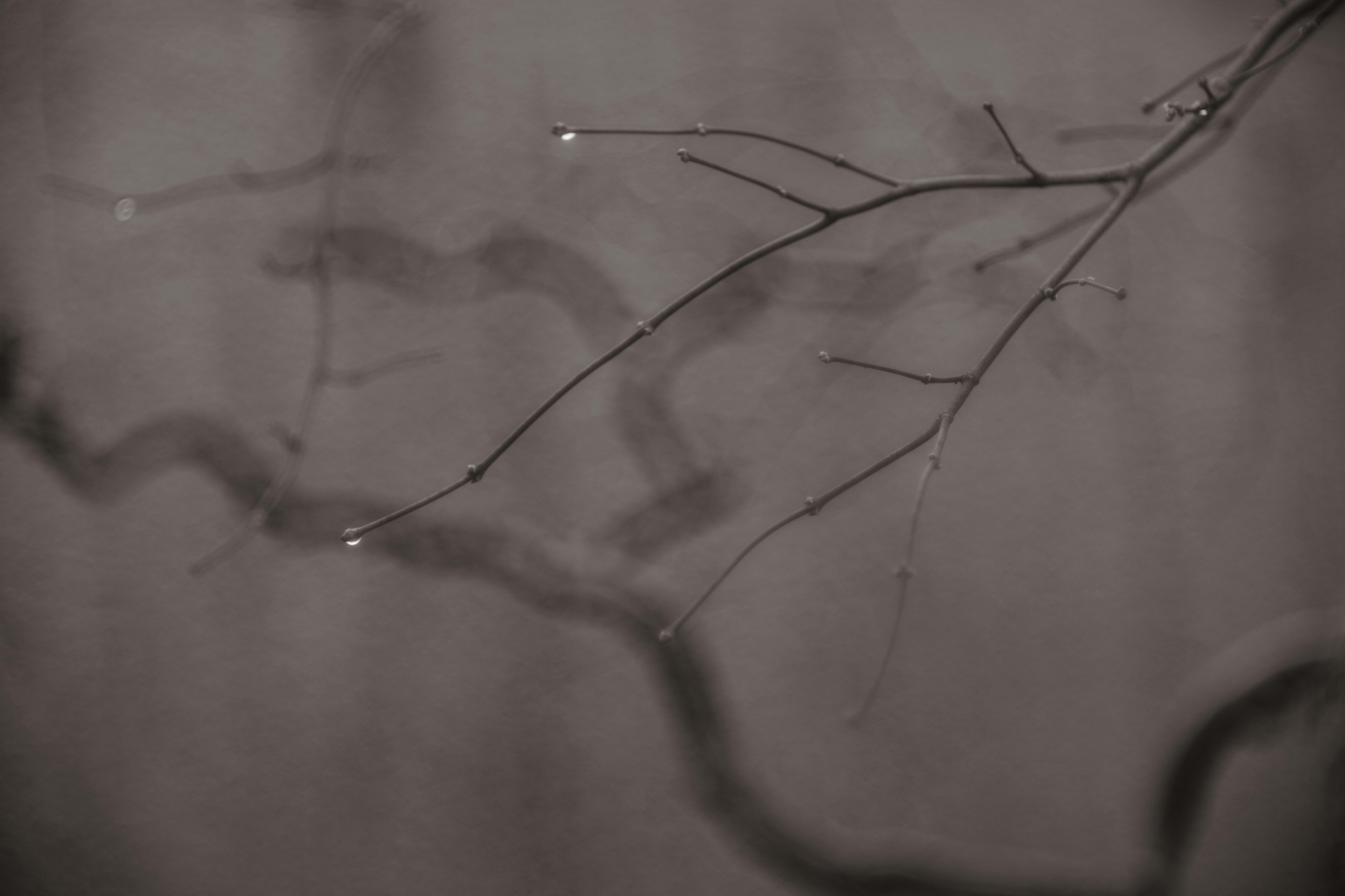 Black and white image of branches with water droplets