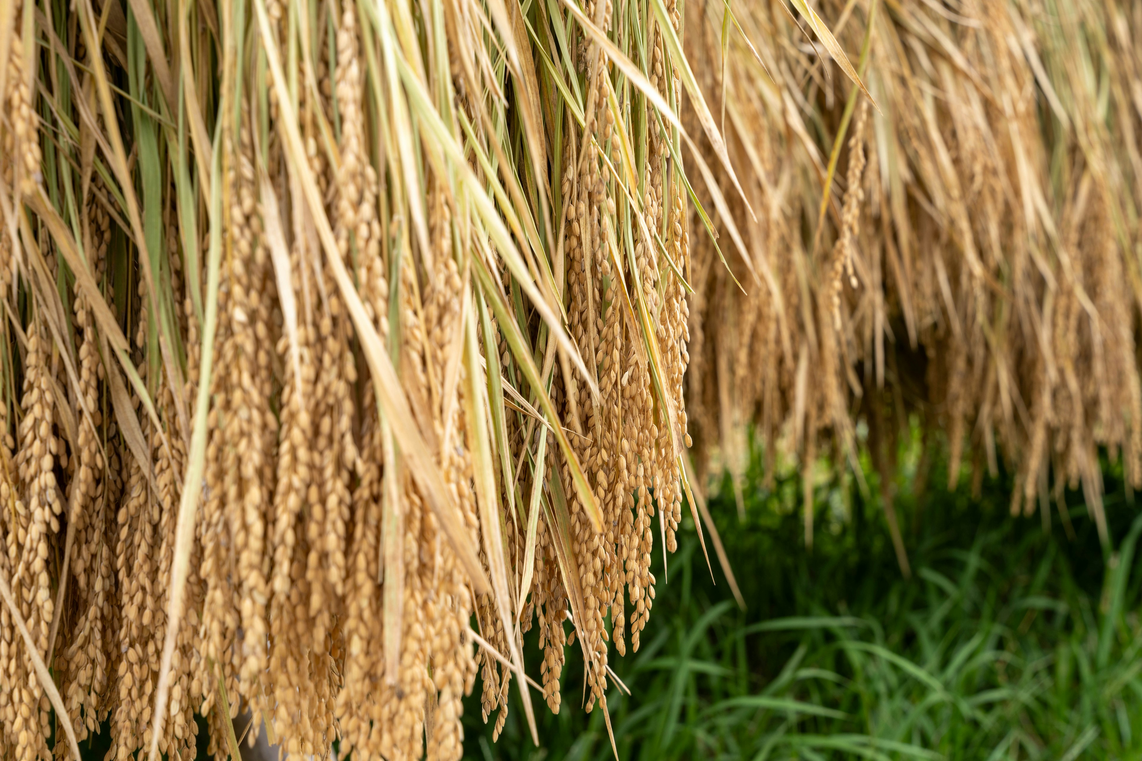 Batang padi kering menggantung dengan rumput hijau di bawahnya