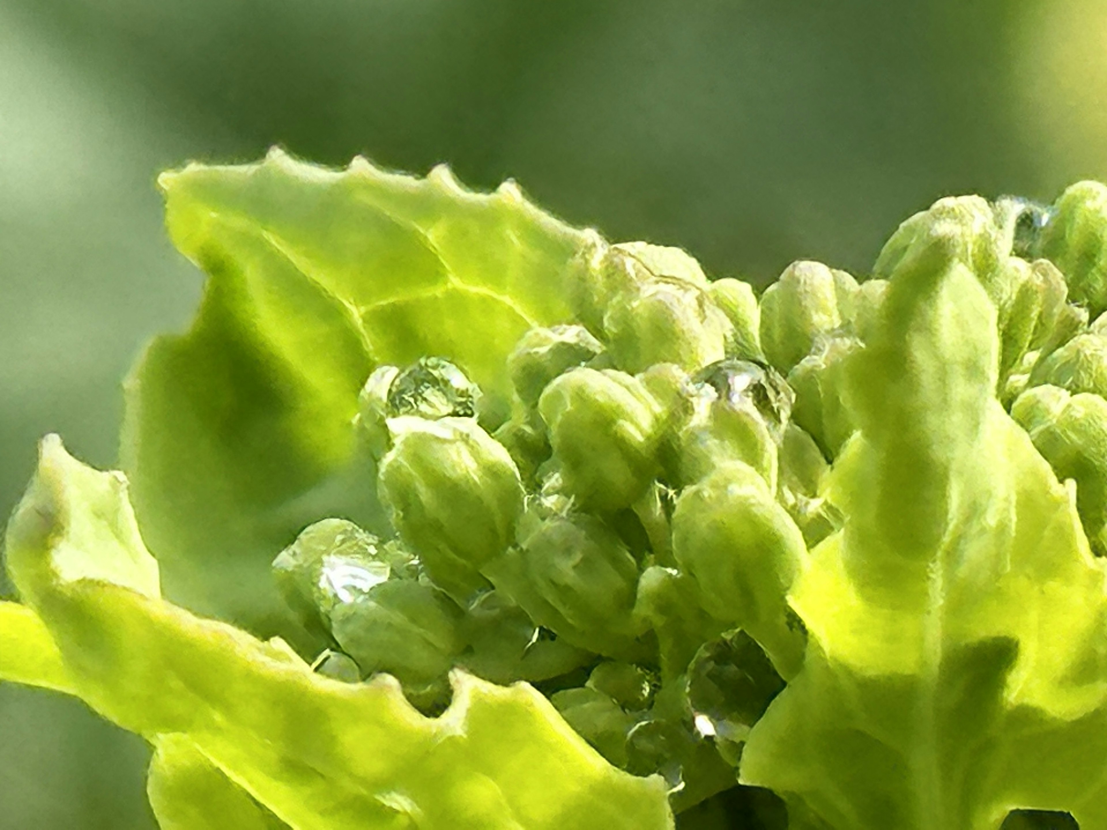 Gros plan de feuilles vertes avec des gouttes d'eau sur des boutons