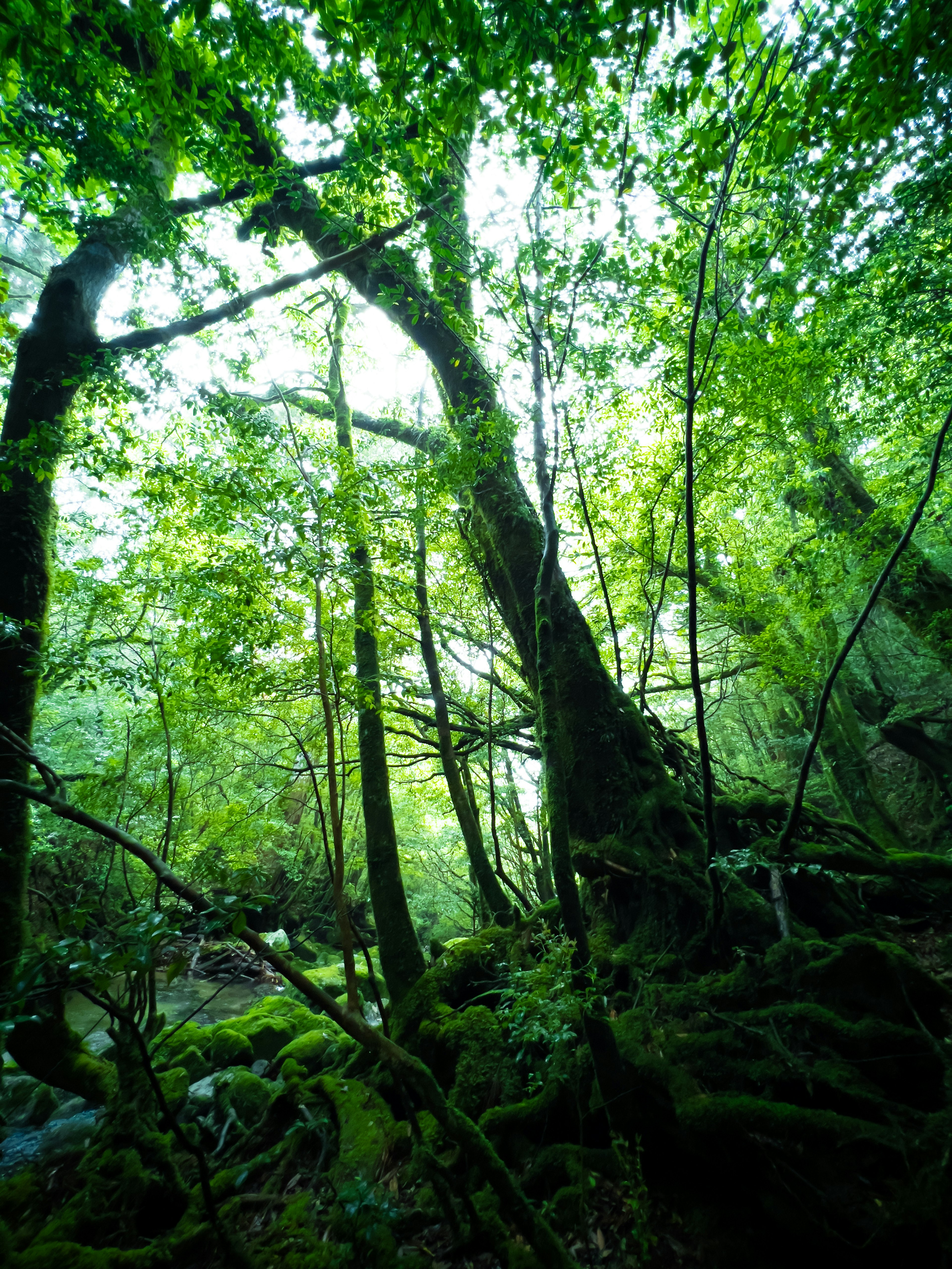 Pemandangan hutan yang rimbun dengan sinar matahari menerobos pepohonan