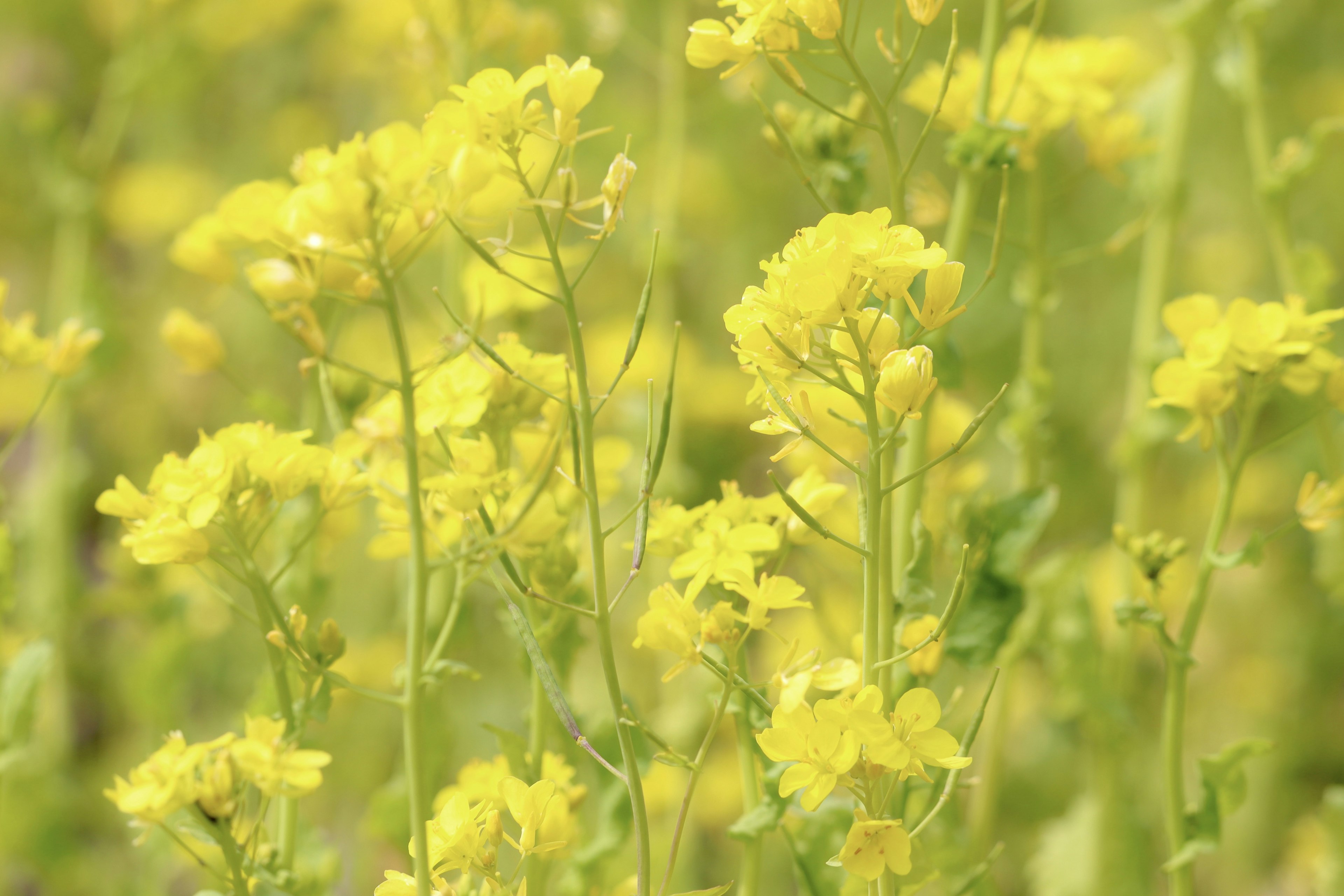 Close-up tanaman dengan bunga kuning mekar