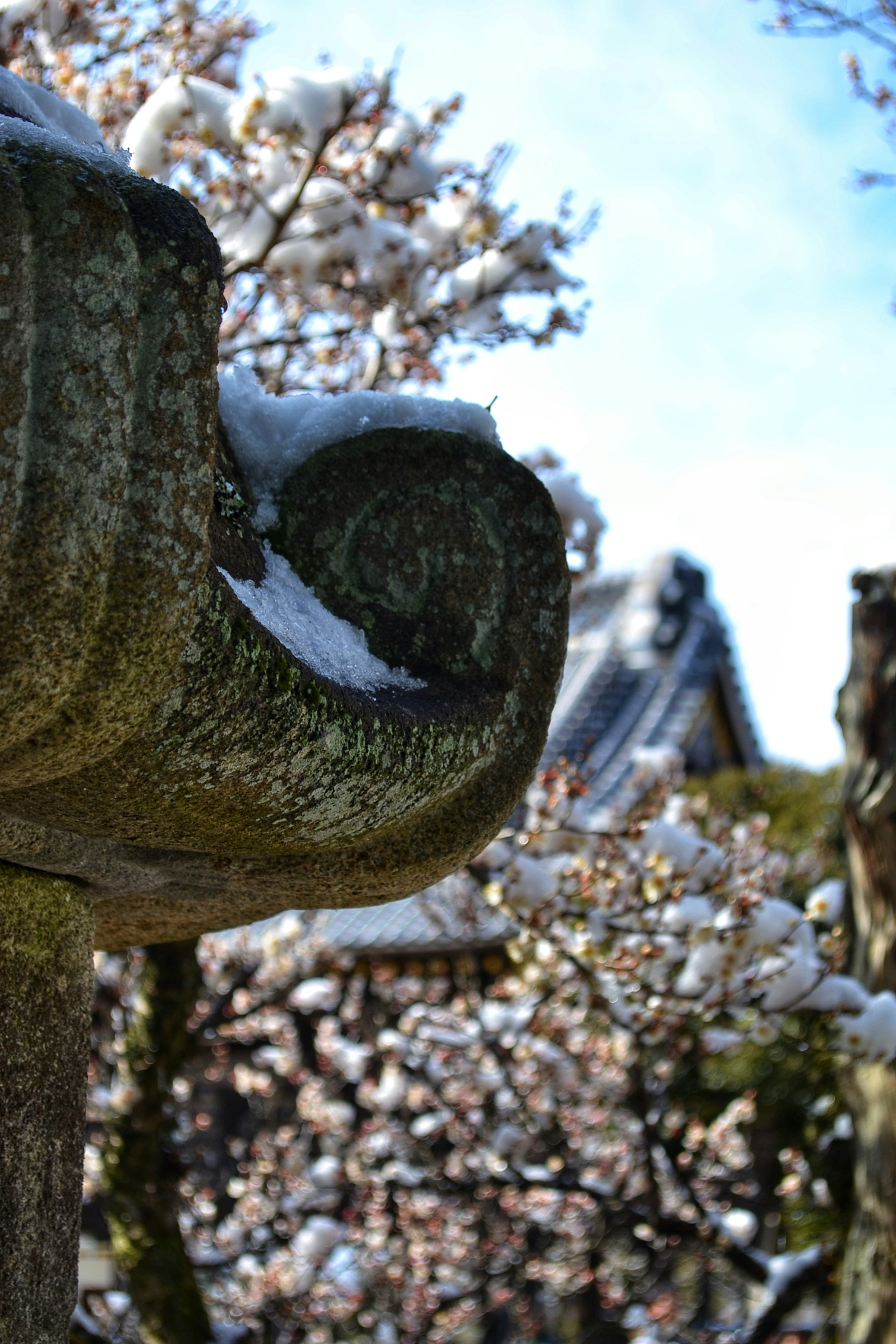 雪が積もった石灯籠と桜の花が見える日本の風景