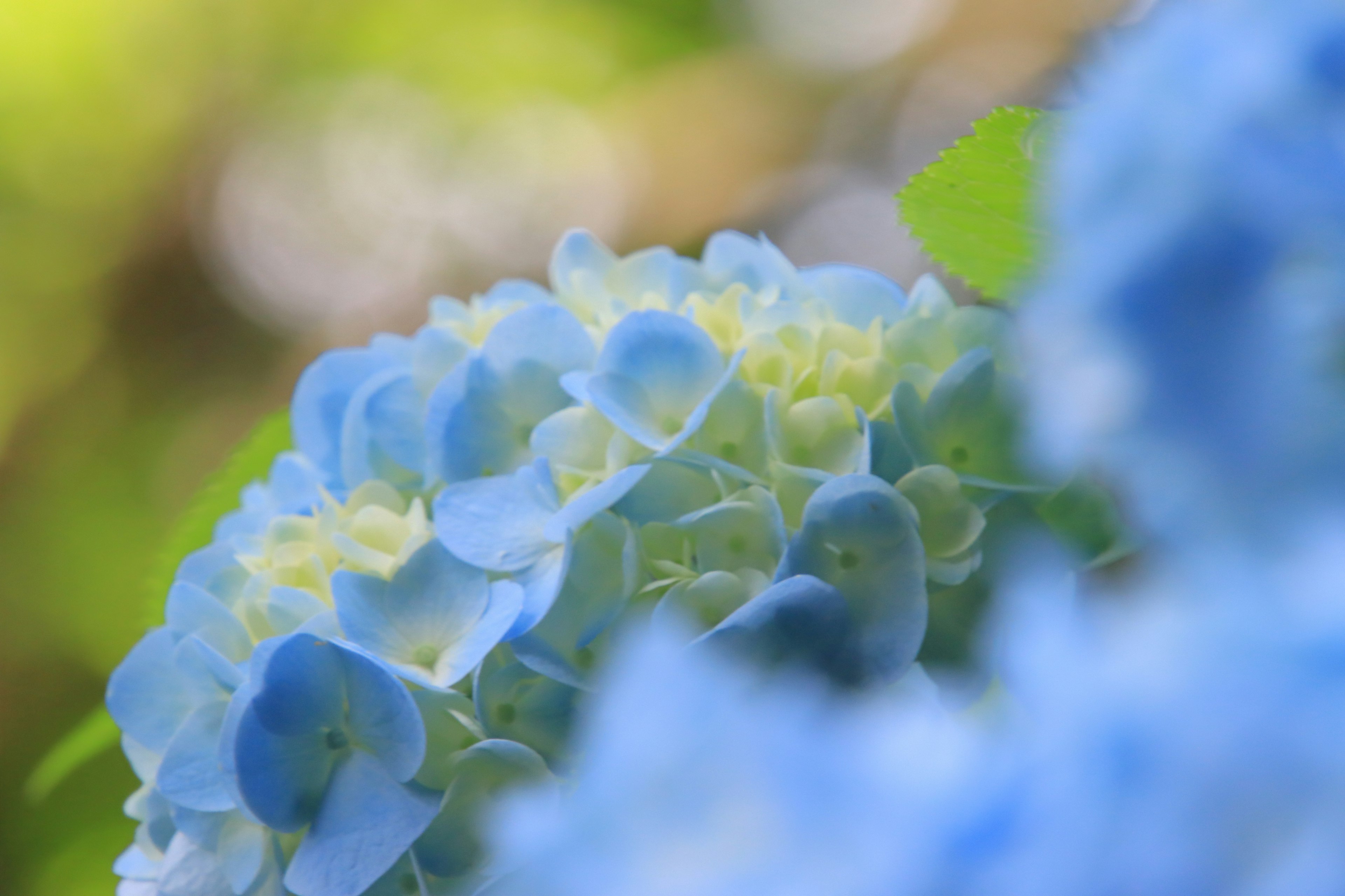 Nahaufnahme von blauen Hortensienblüten mit weichem Hintergrund