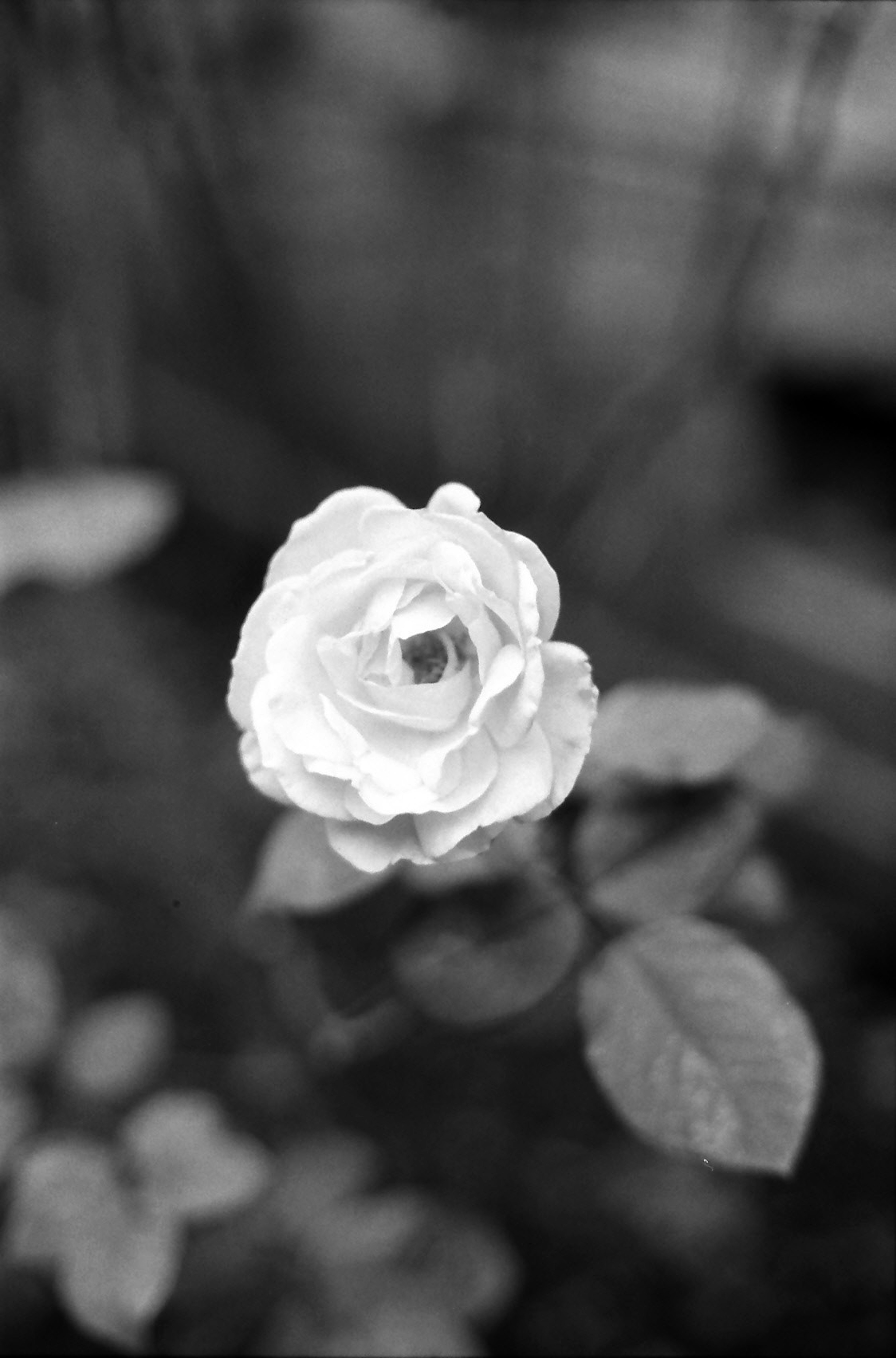 Primer plano de una rosa blanca en blanco y negro