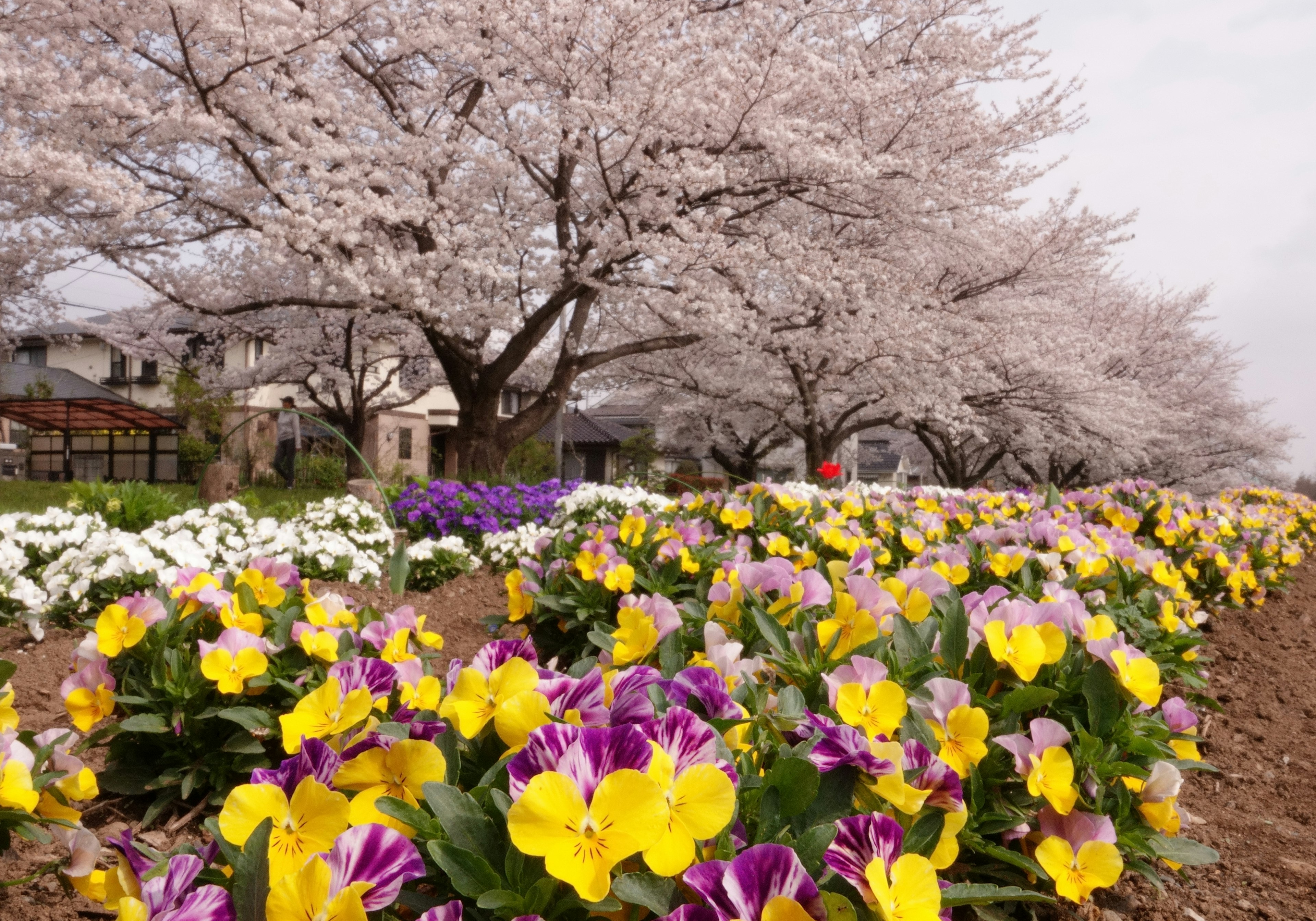 桜の木と色とりどりの花が並ぶ風景