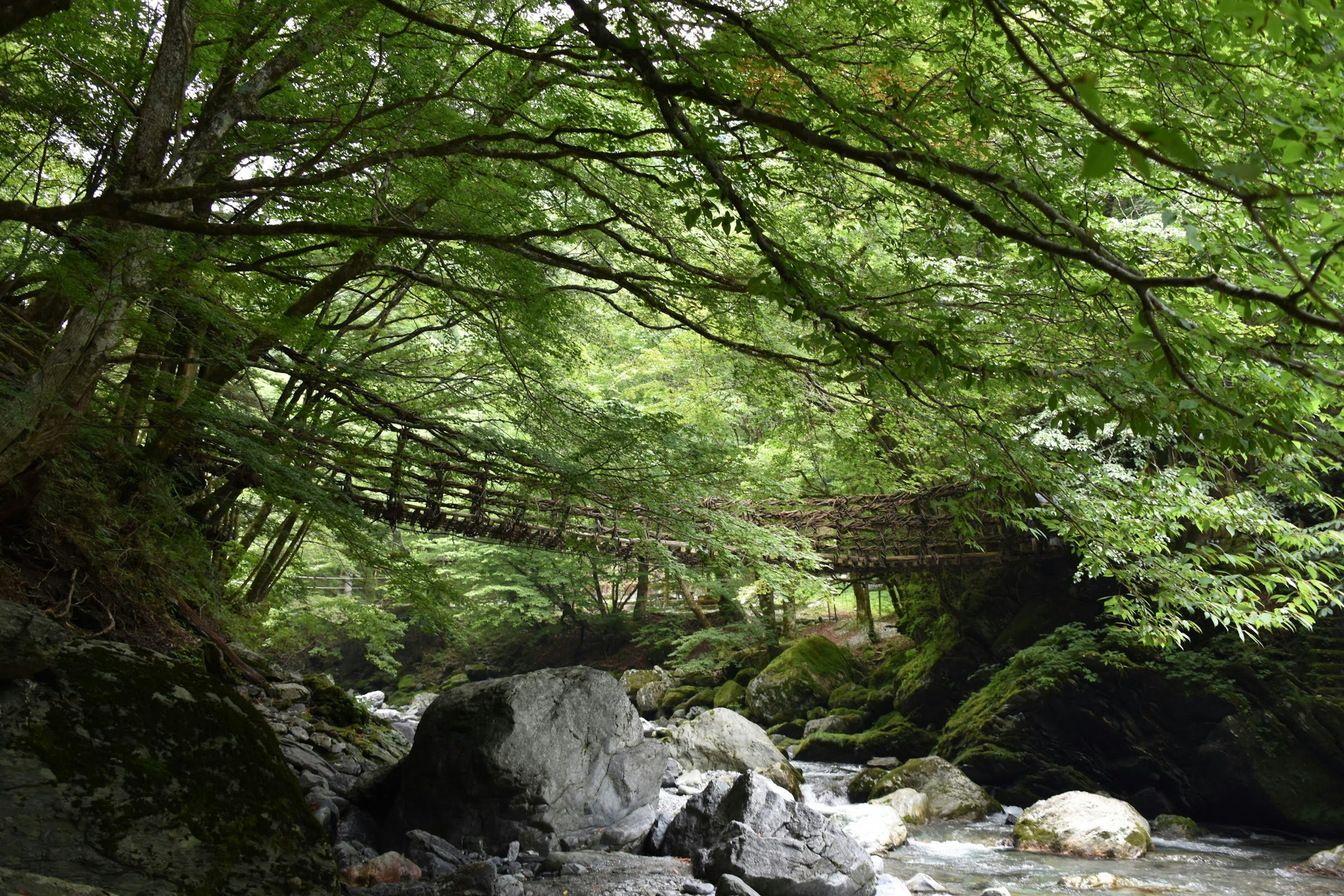 Foresta verdeggiante con un ruscello e rocce Un ponte è visibile in lontananza