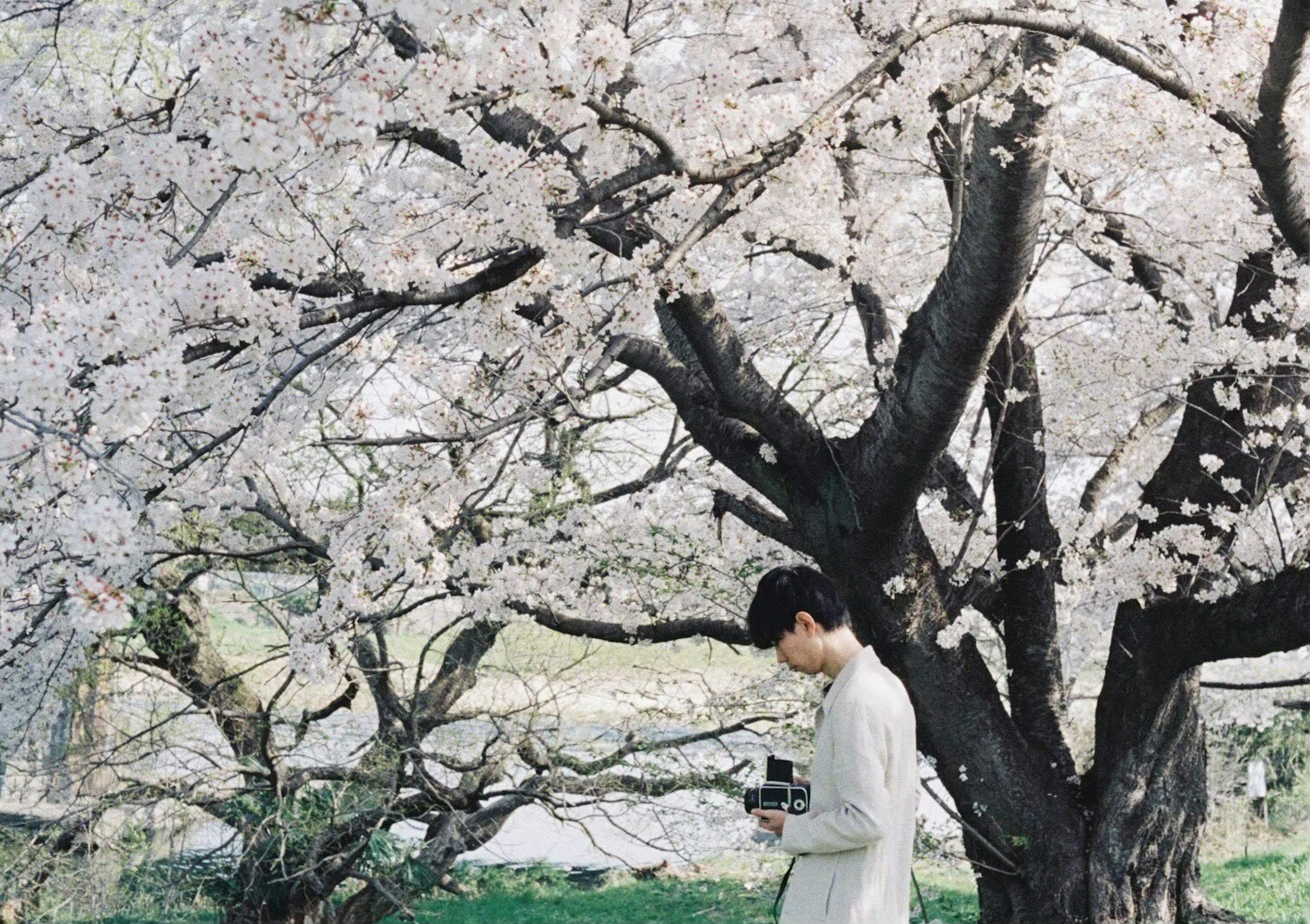 A man holding a camera stands under a cherry blossom tree