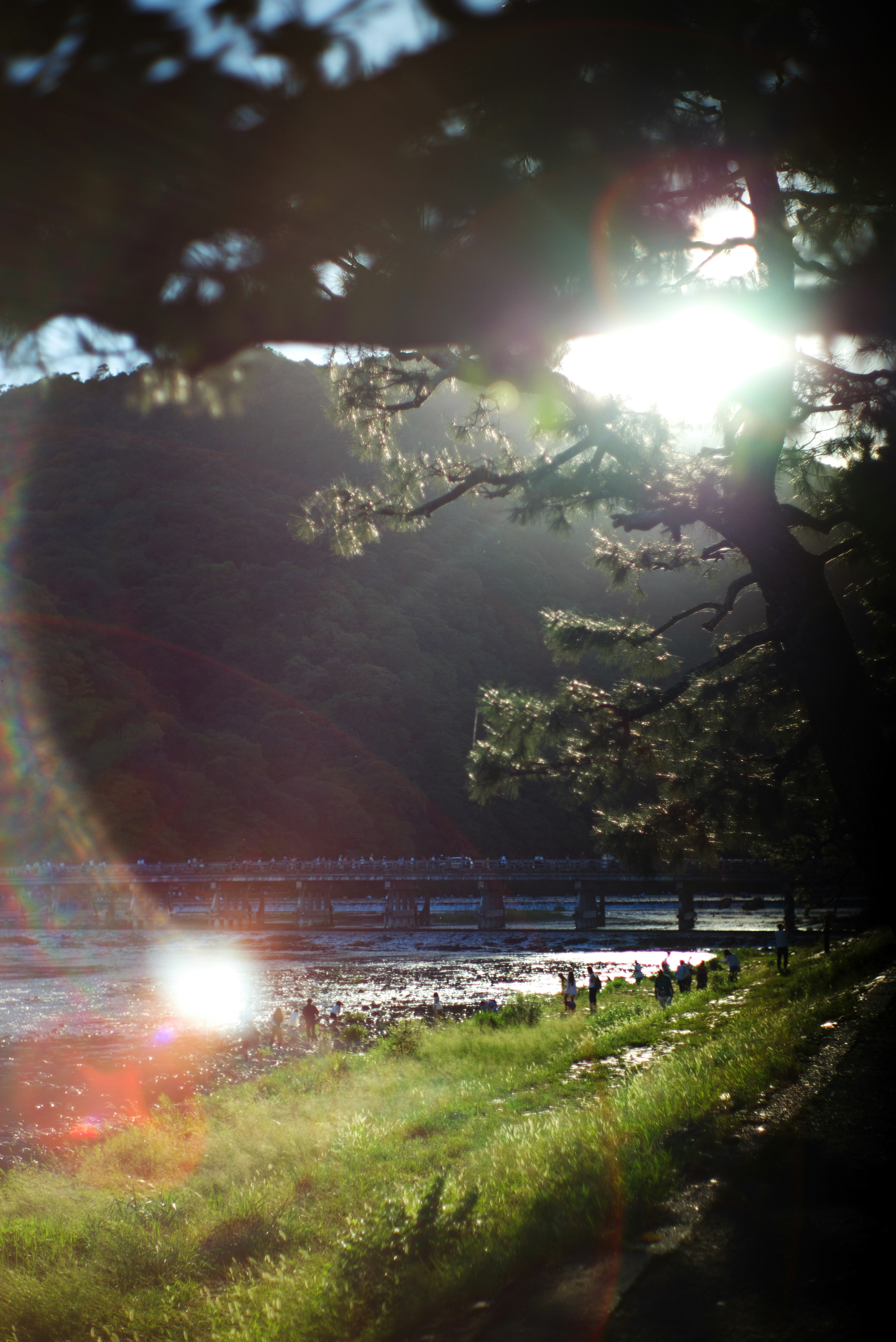 Bellissimo paesaggio con alberi e luce solare in riva al lago