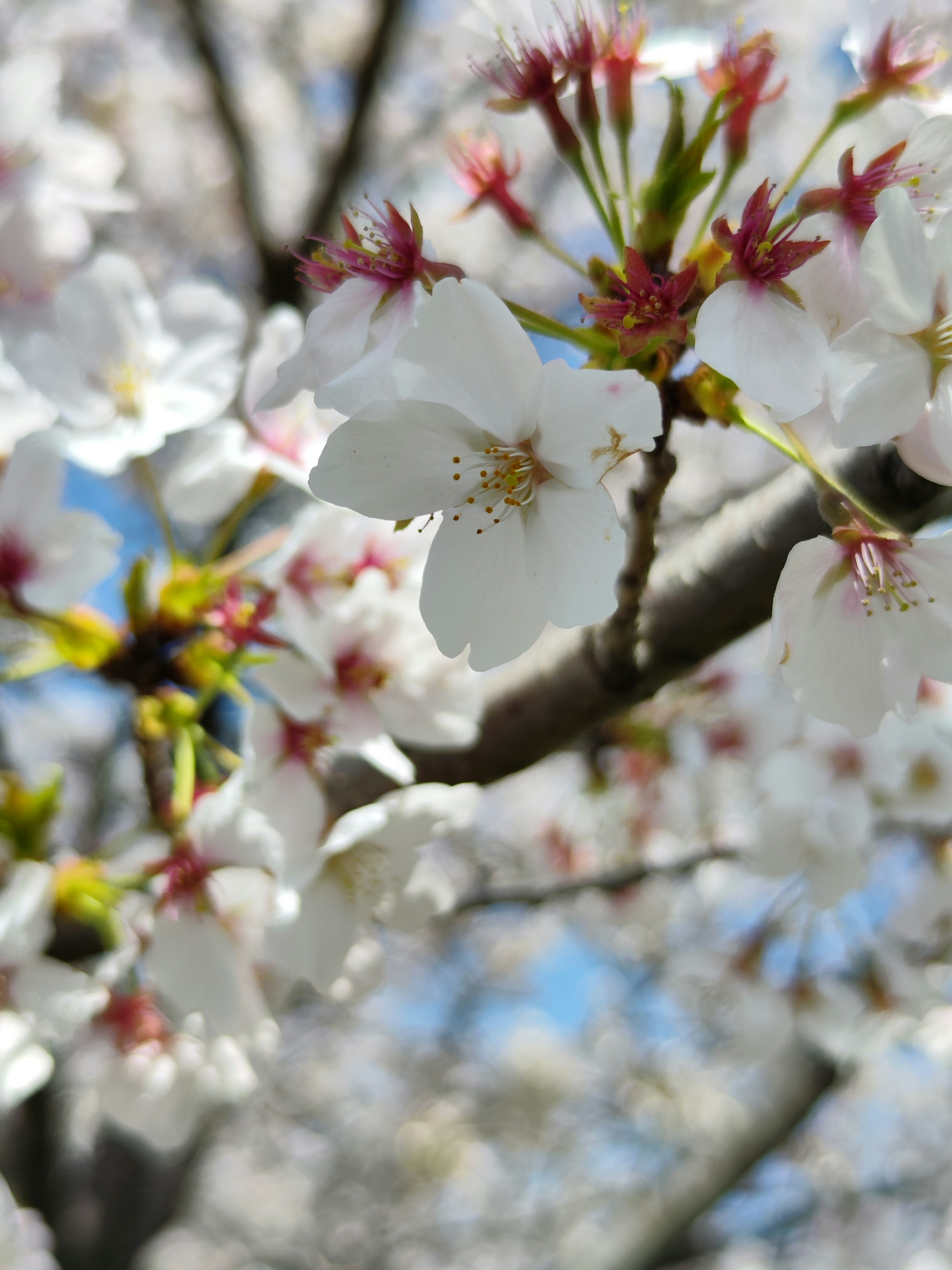 桜の花が咲いている枝のクローズアップ、白い花と緑の葉が映える