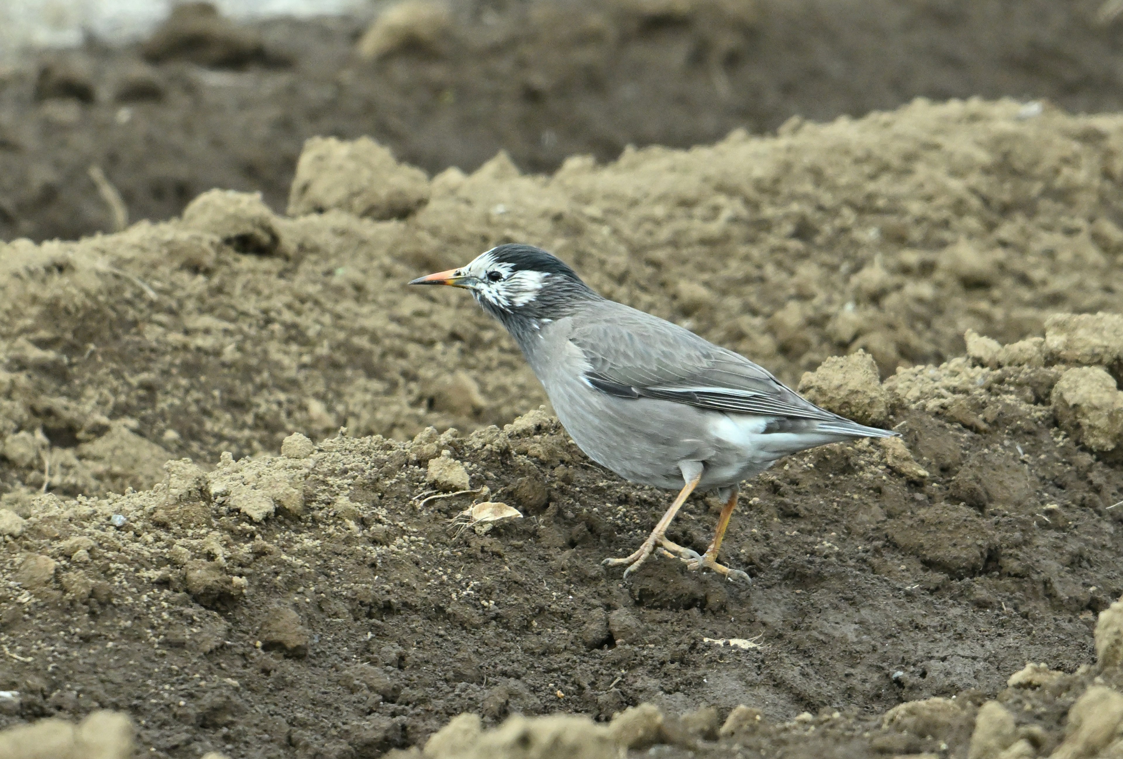 Ein grauer Vogel, der über den Boden geht