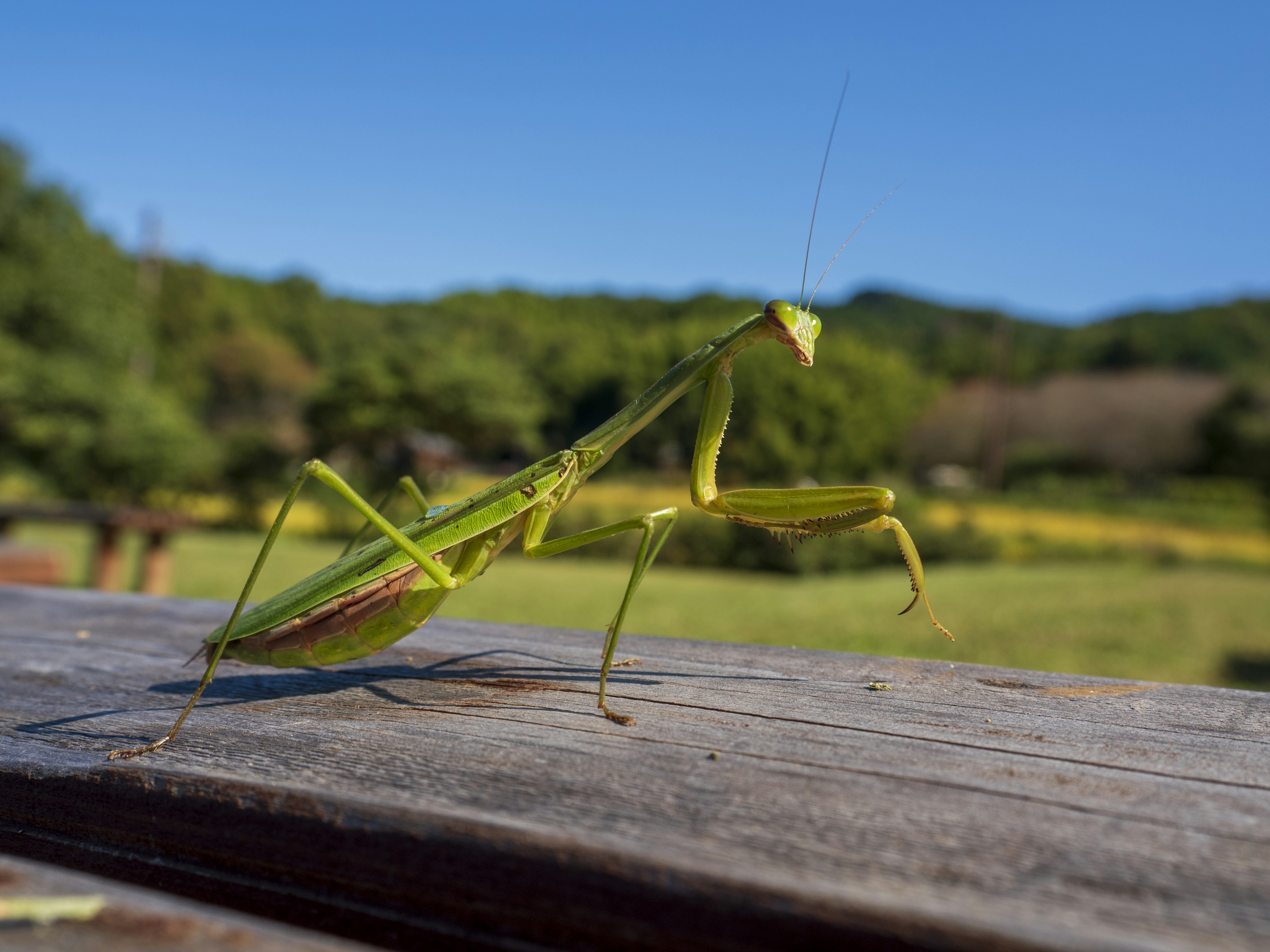 Una mantis verde de pie sobre una mesa de madera con cielo azul y montañas al fondo