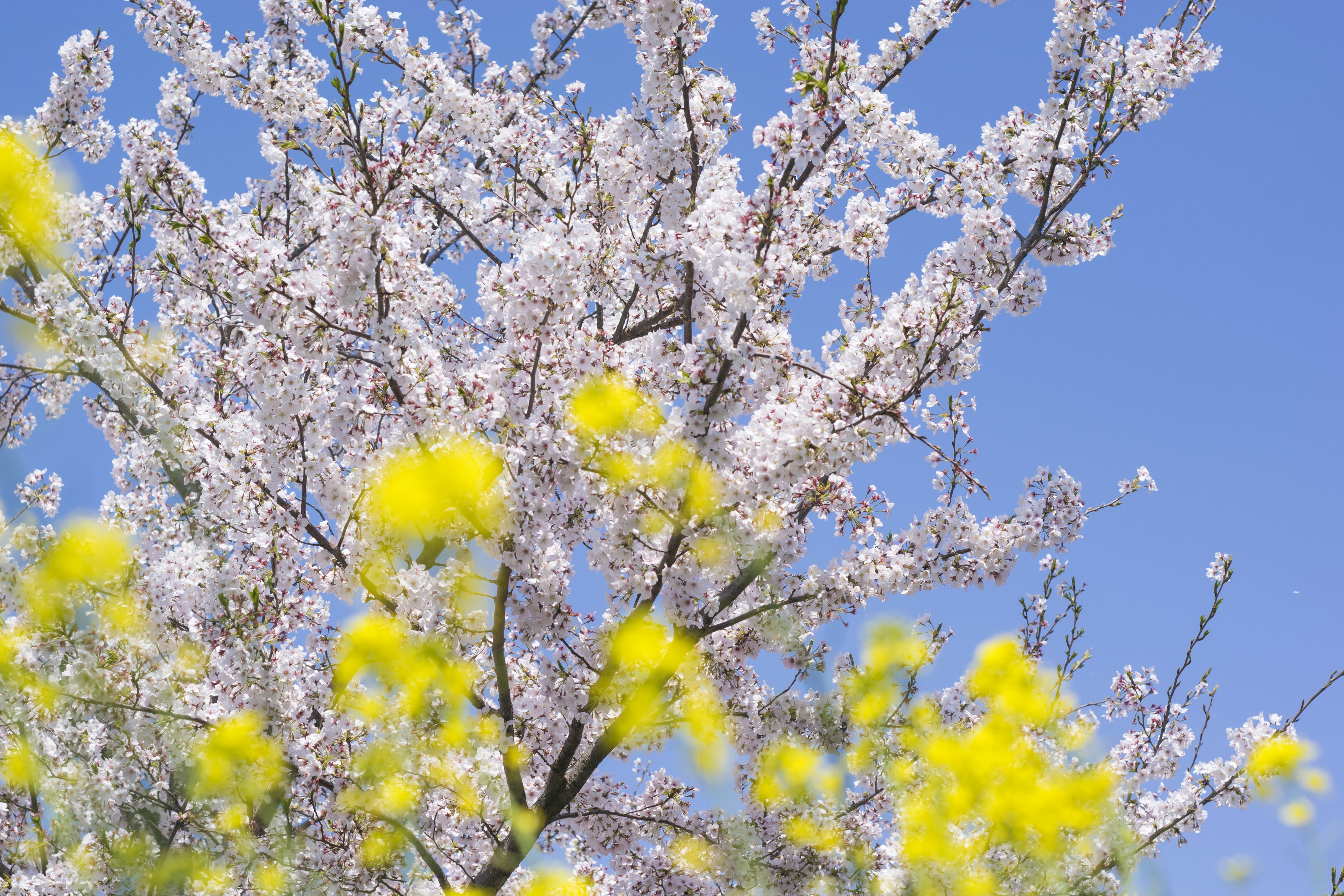 Kirschblüten und gelbe Rapsblüten unter einem blauen Himmel