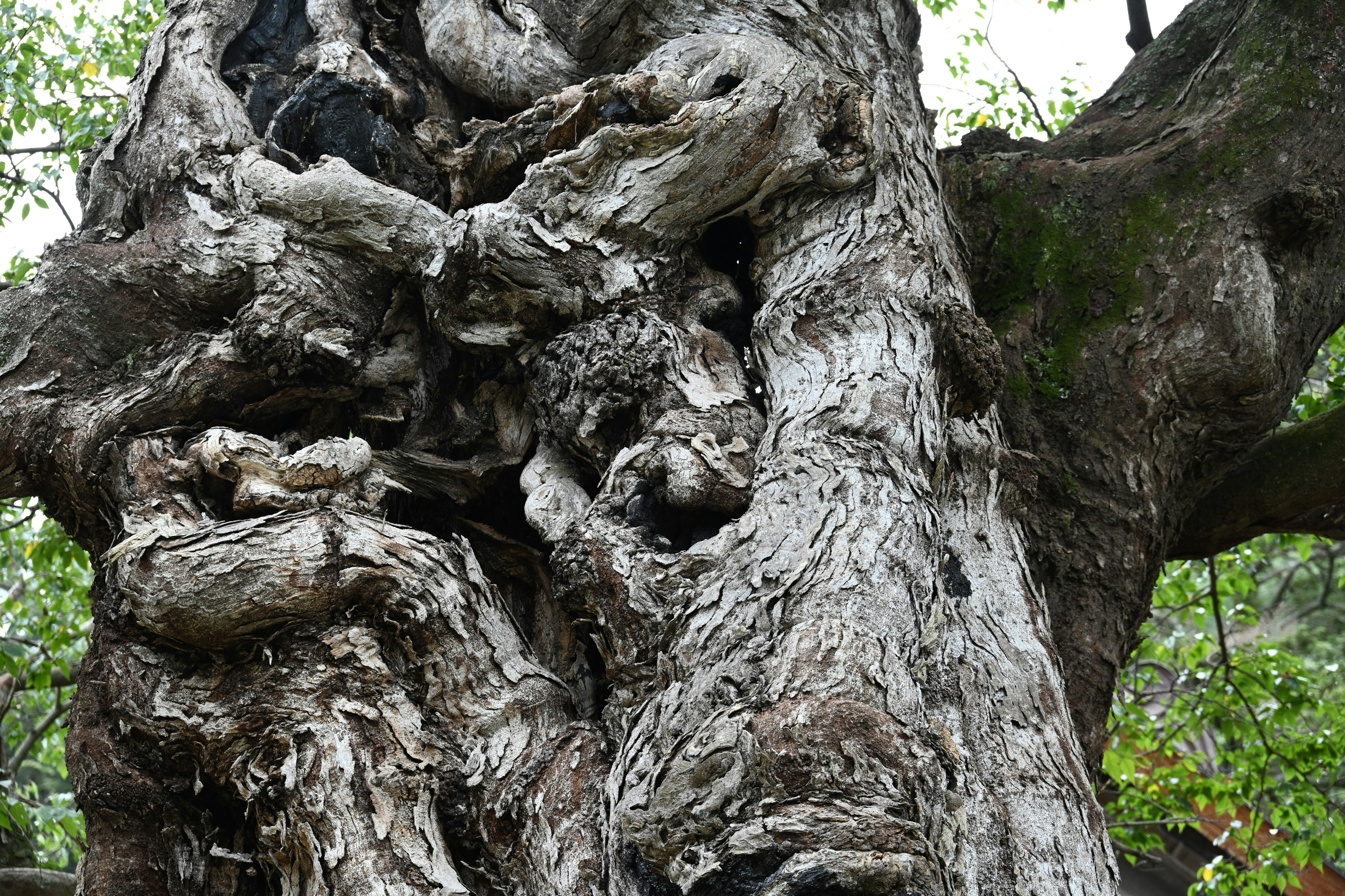 Detailed texture and unique shape of an ancient tree trunk