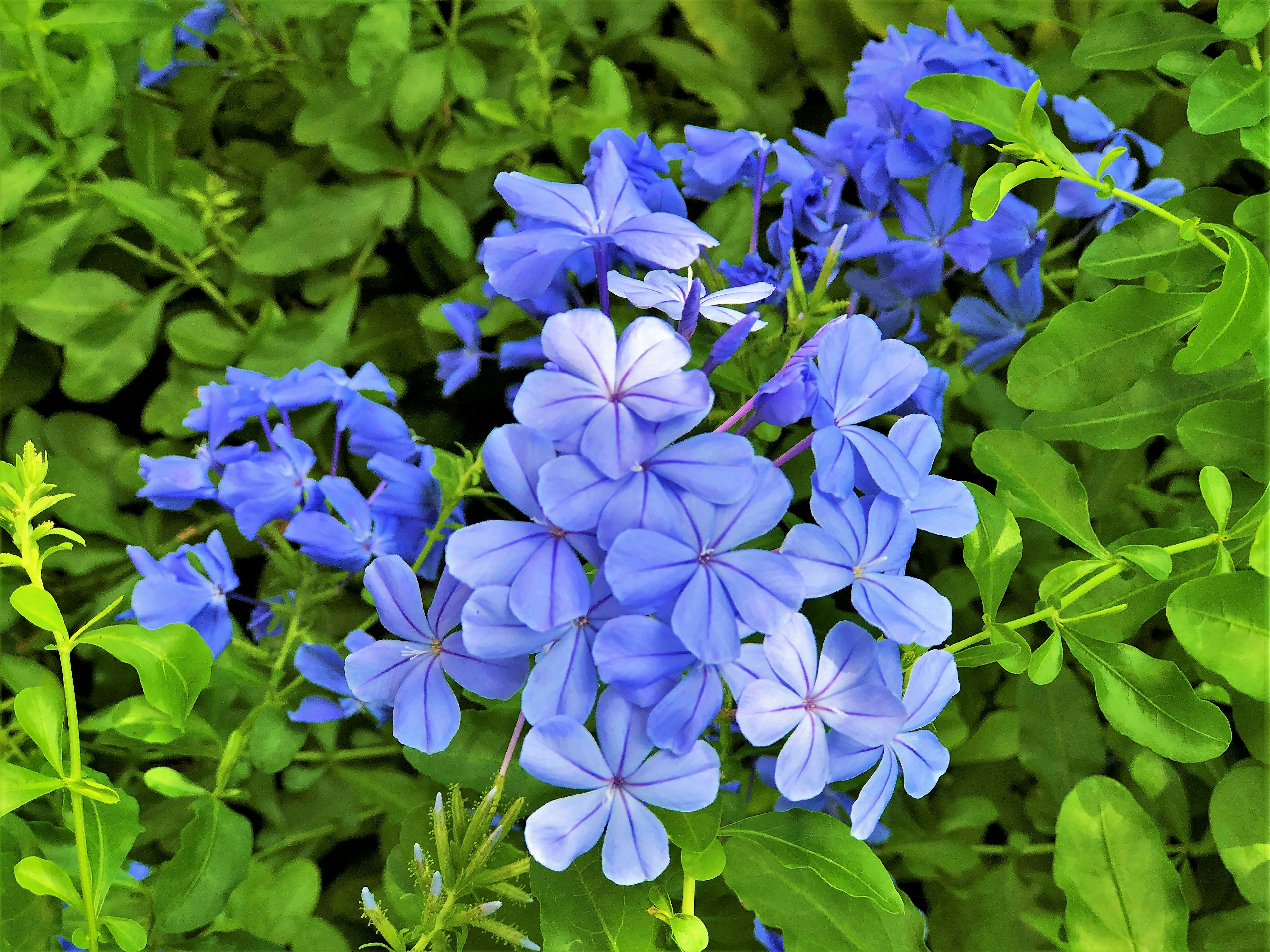 Cluster of blue flowers with green leaves background