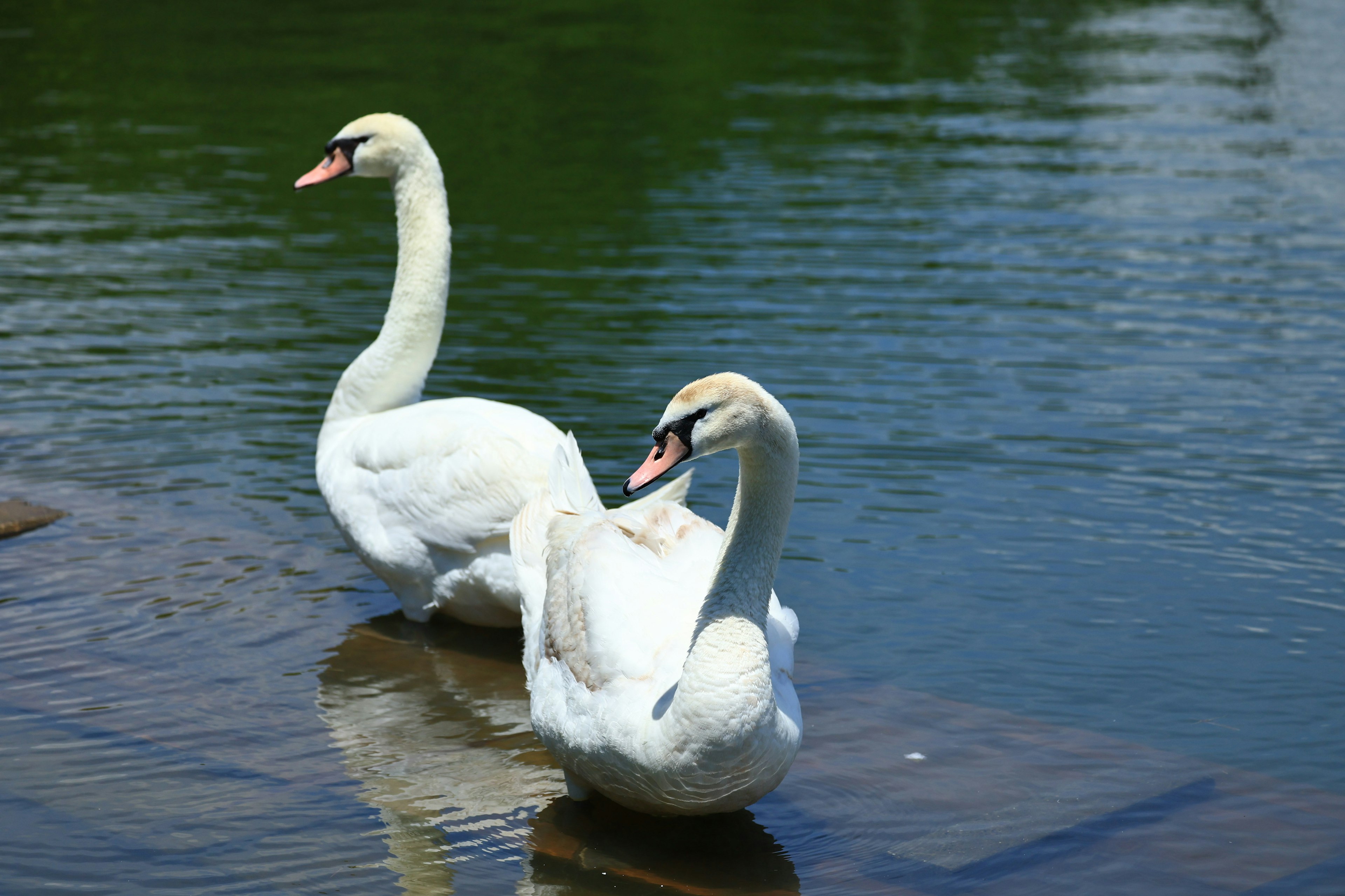 Dos cisnes de pie junto al agua