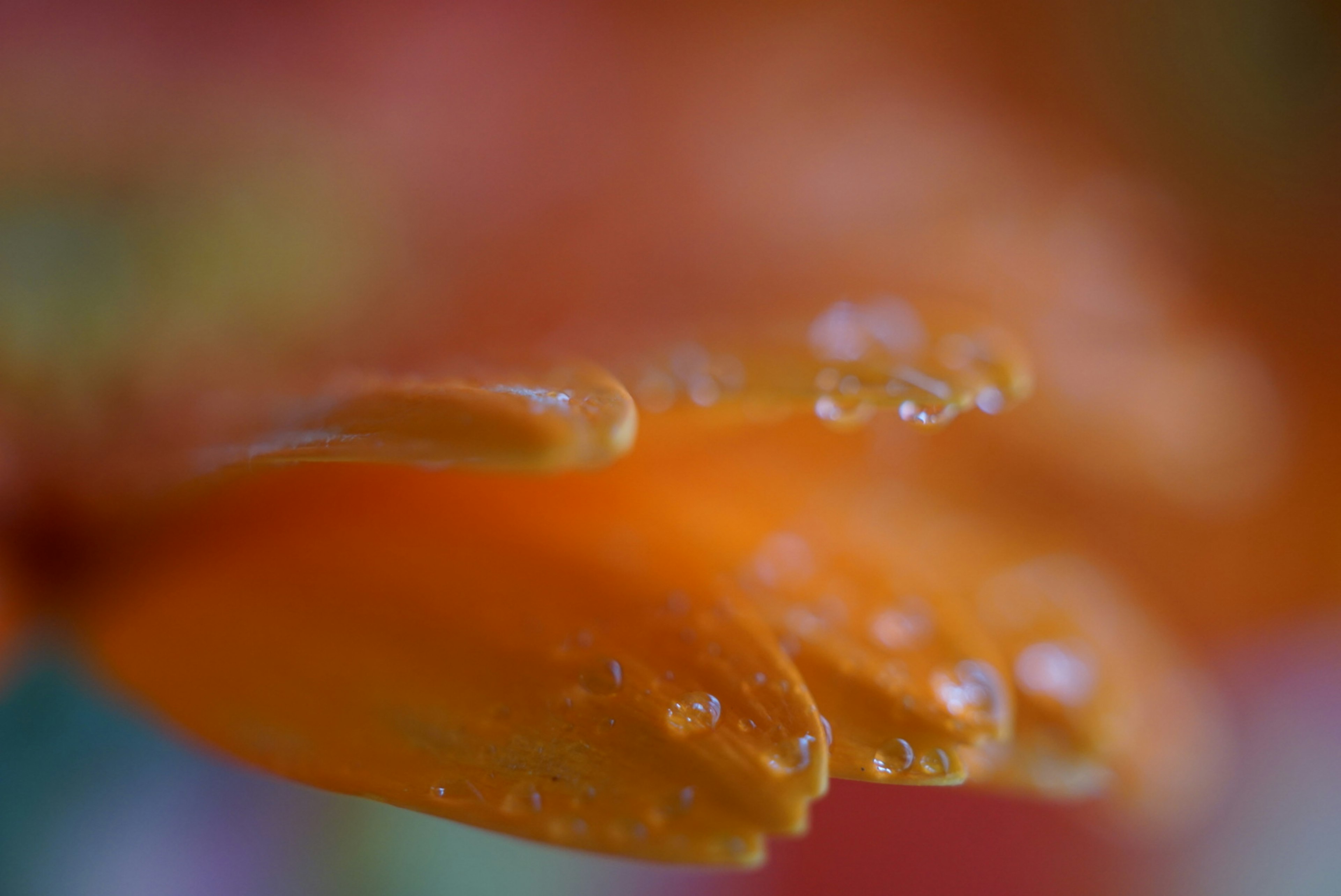 鮮やかなオレンジ色の花びらのクローズアップ　水滴が光っている