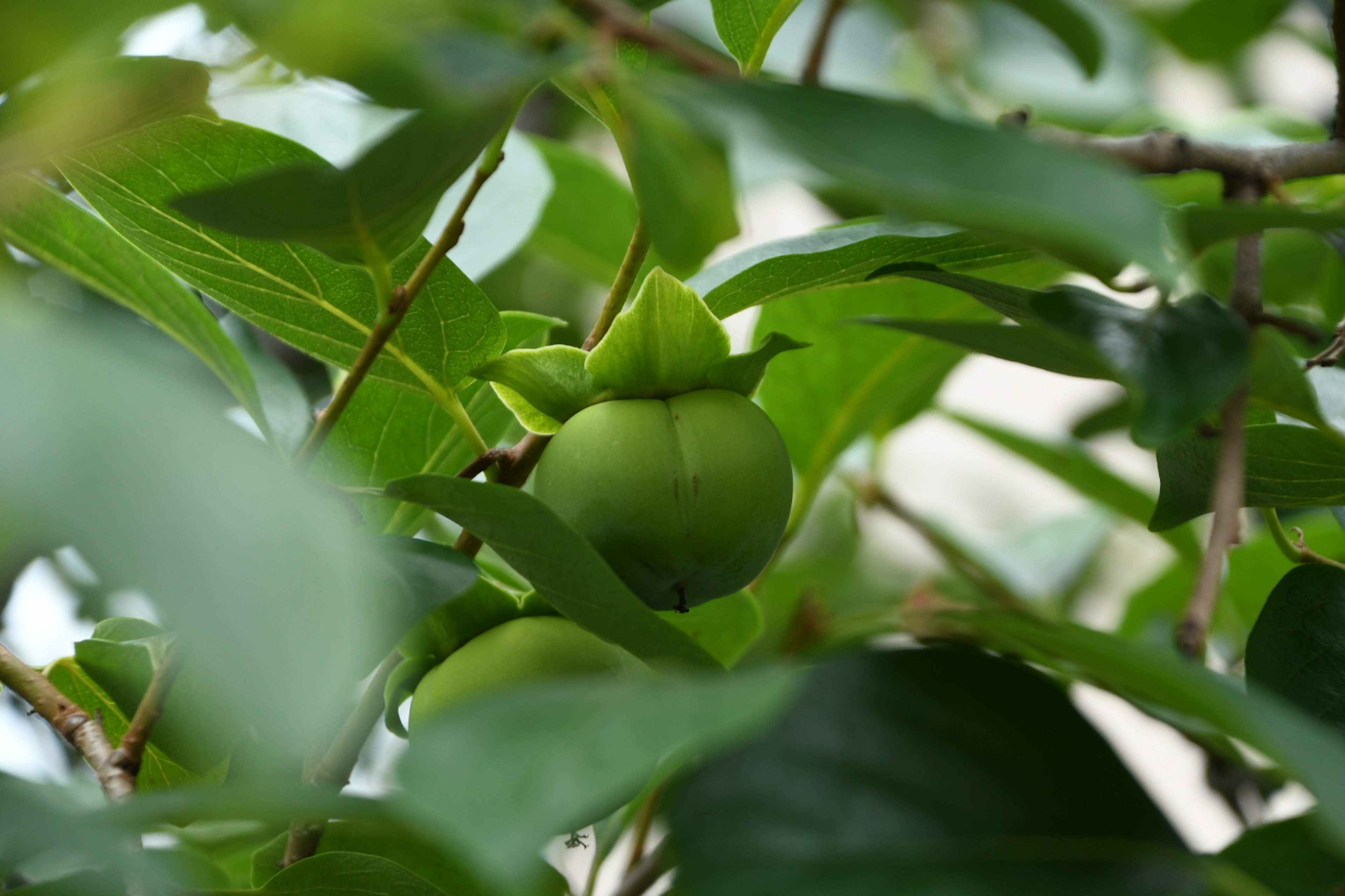 Fruit vert entouré de feuilles