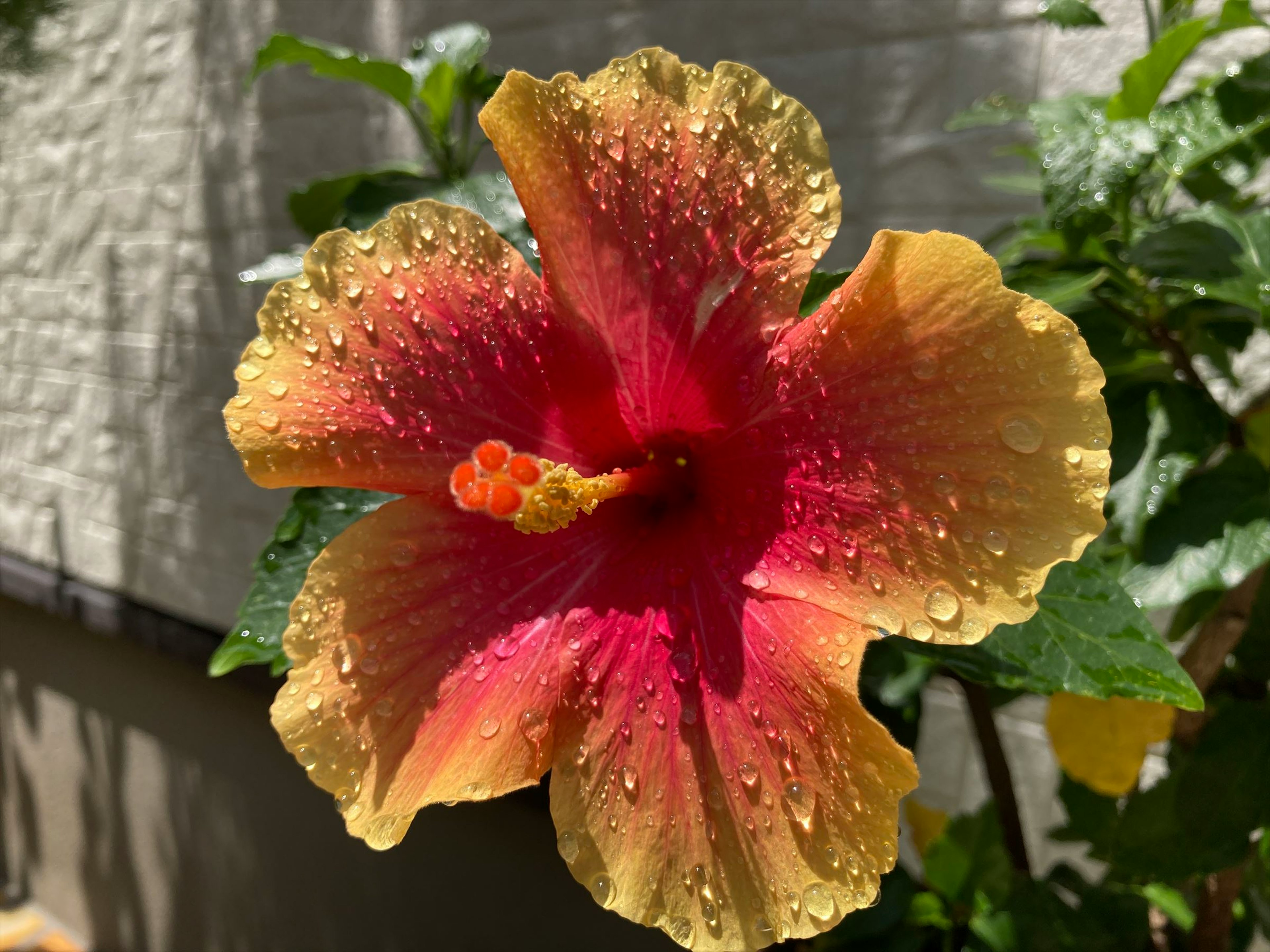 Vibrant red and gold hibiscus flower with water droplets