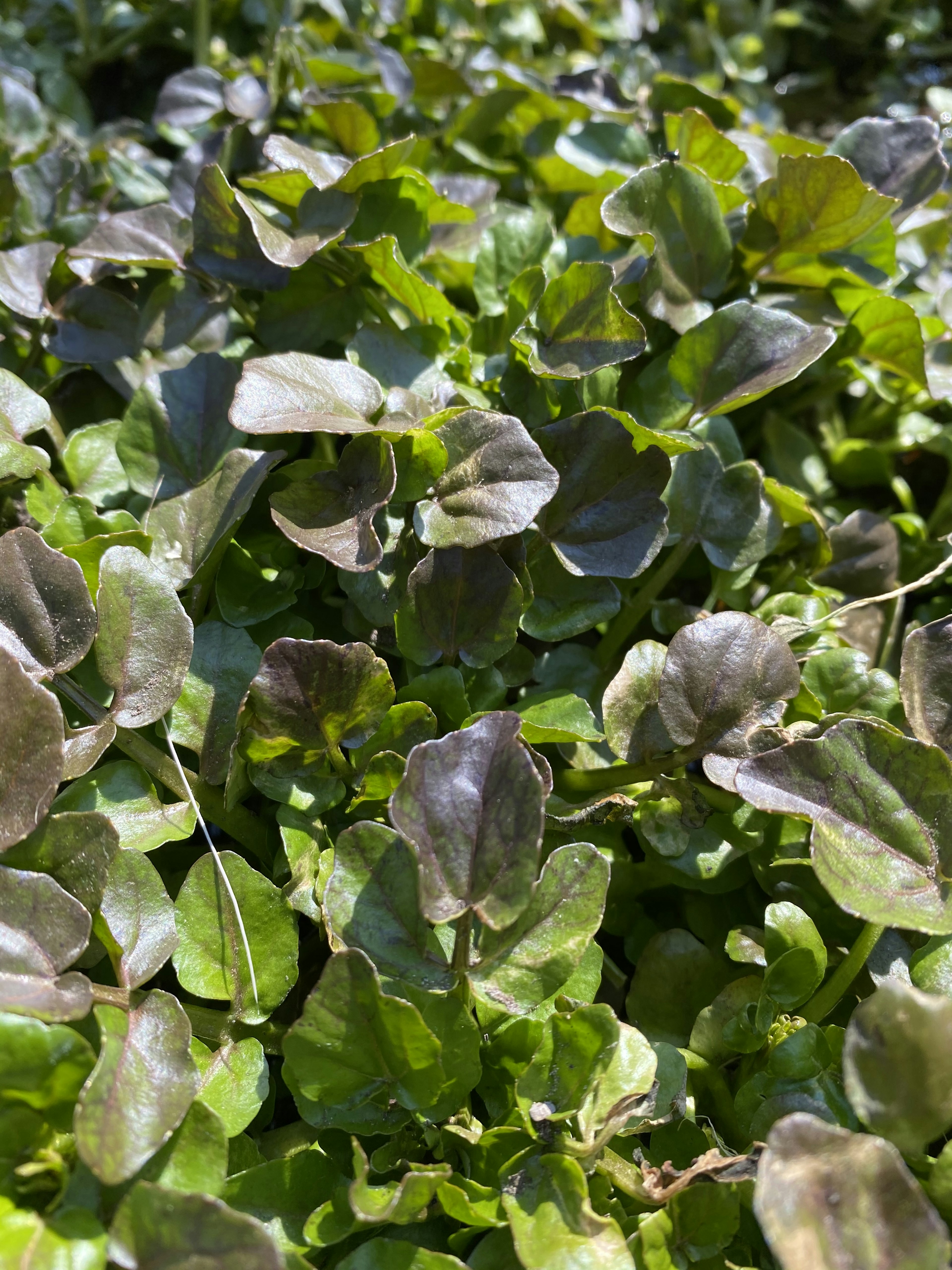 Close-up of green and purplish leaves of a plant