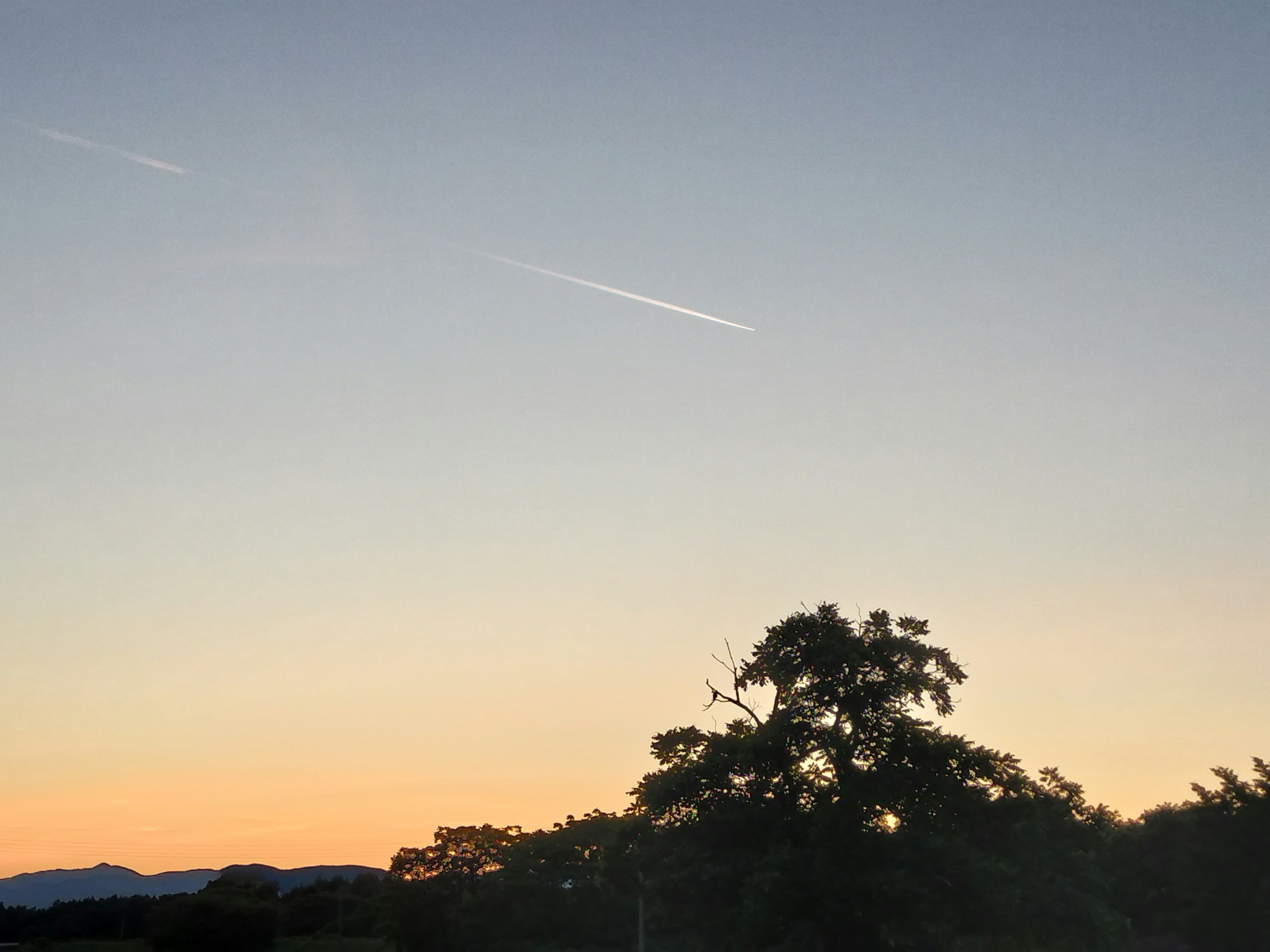 Silhouette d'un arbre contre un ciel crépusculaire avec une traînée d'avion