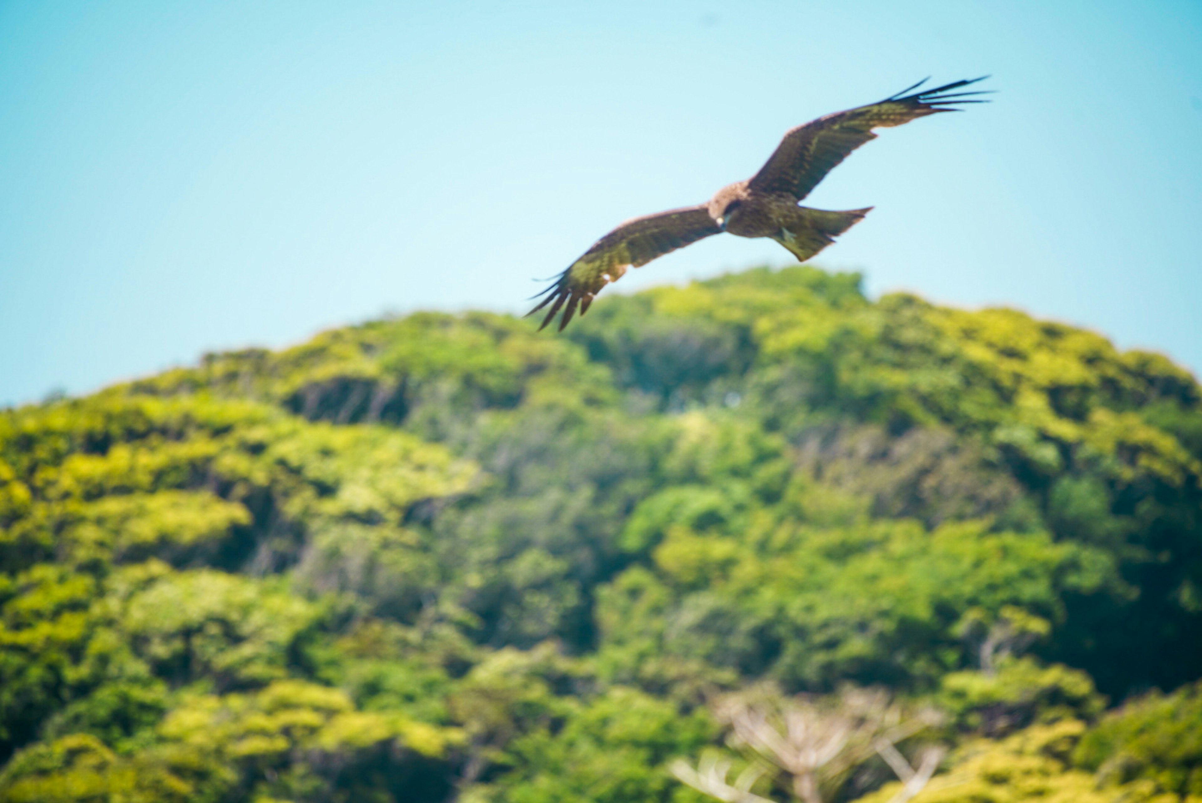 A soaring eagle above a lush green hill