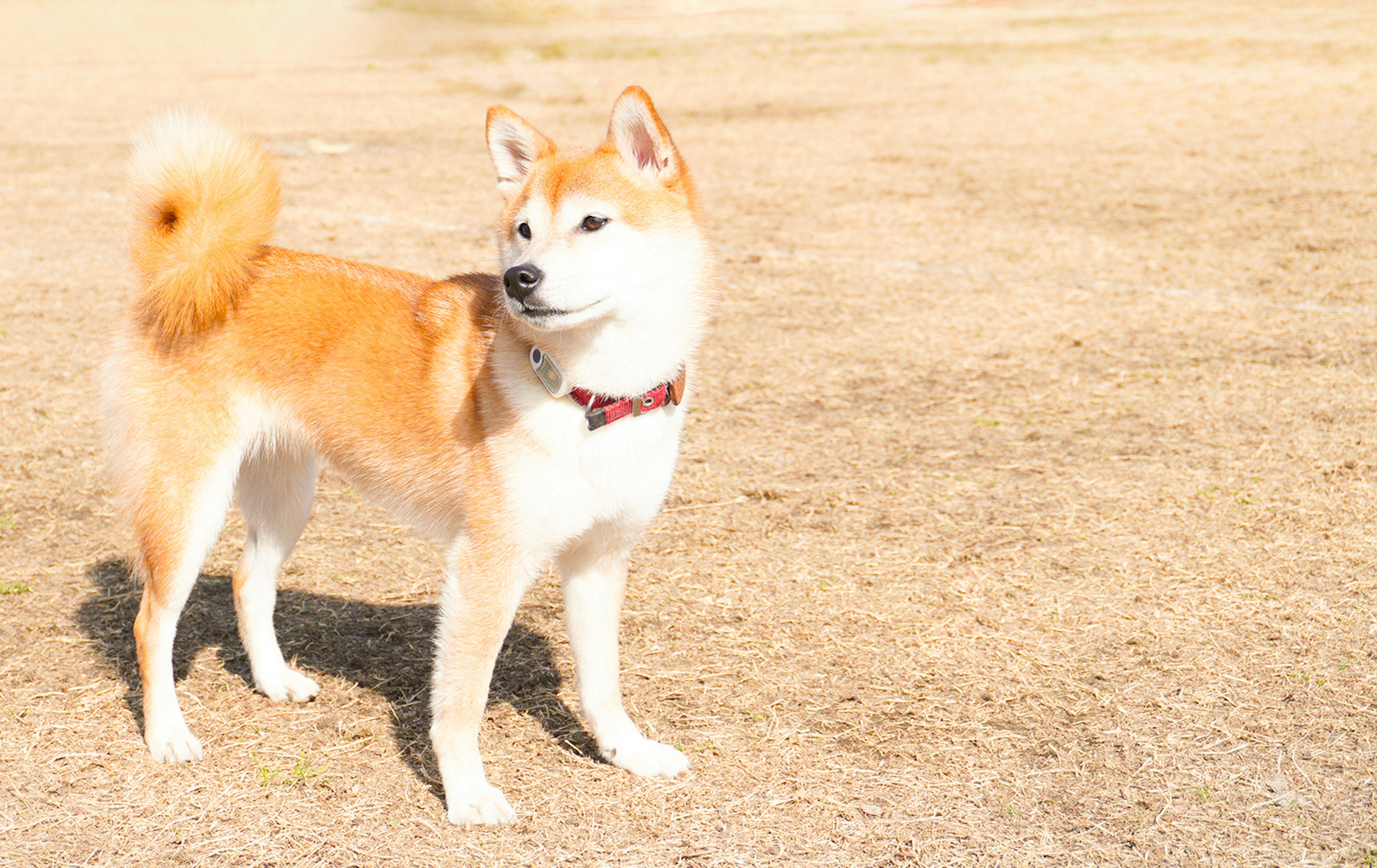 Shiba Inu berdiri di bawah sinar matahari dengan bulu oranye dan putih