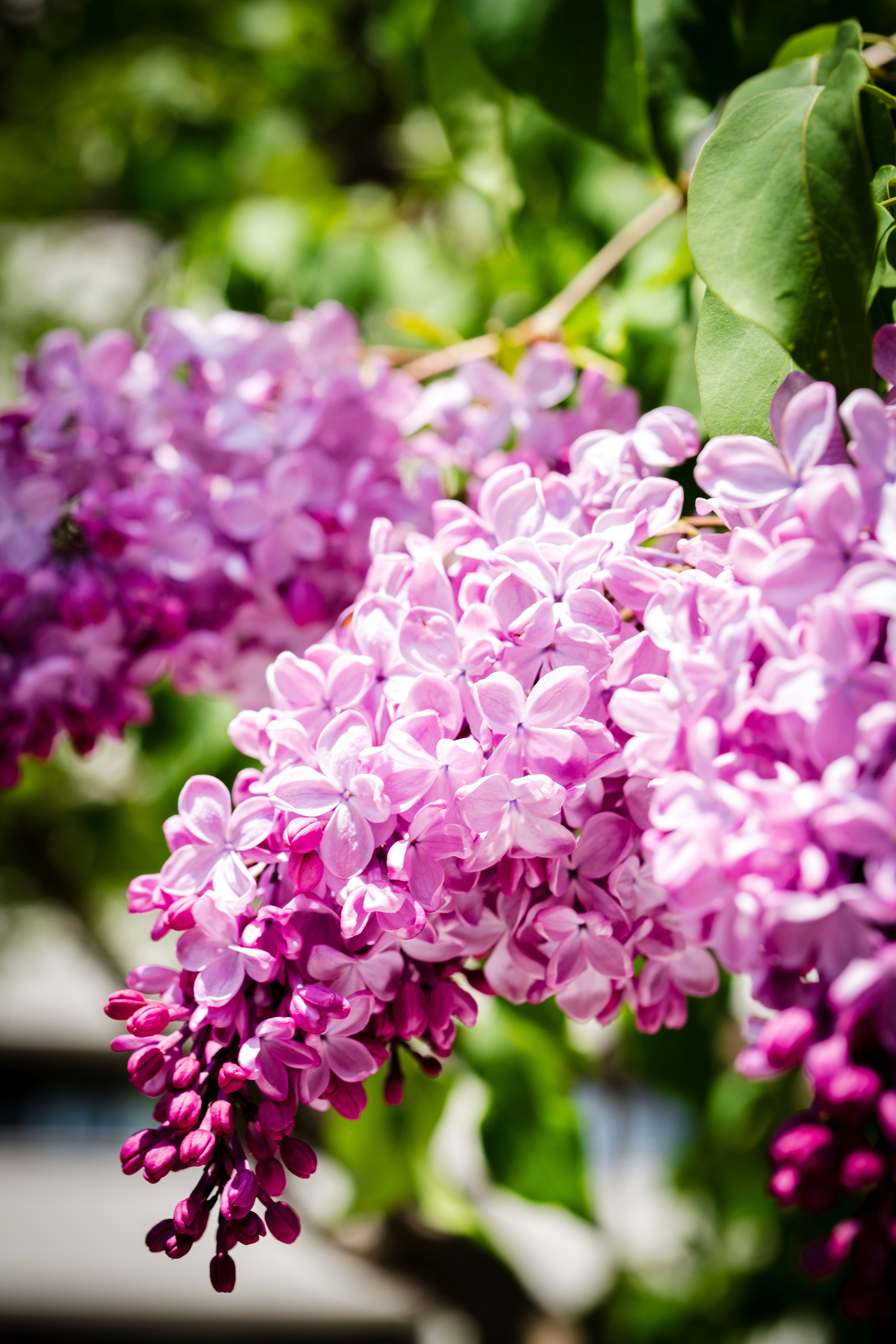 Close-up bunga lilac ungu yang cerah sedang mekar