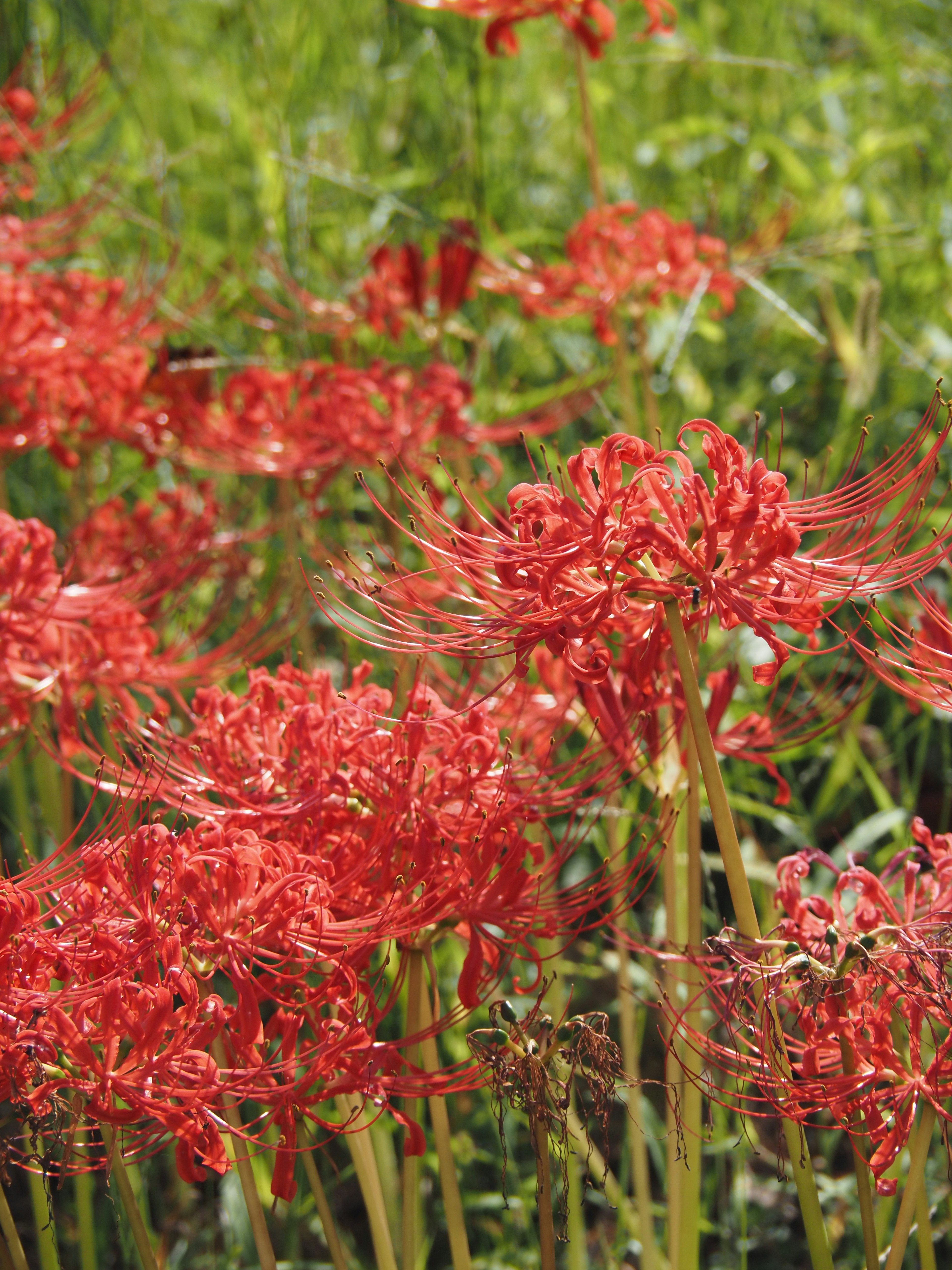 Campo de vibrantes lirios araña rojos floreciendo en hierba verde exuberante