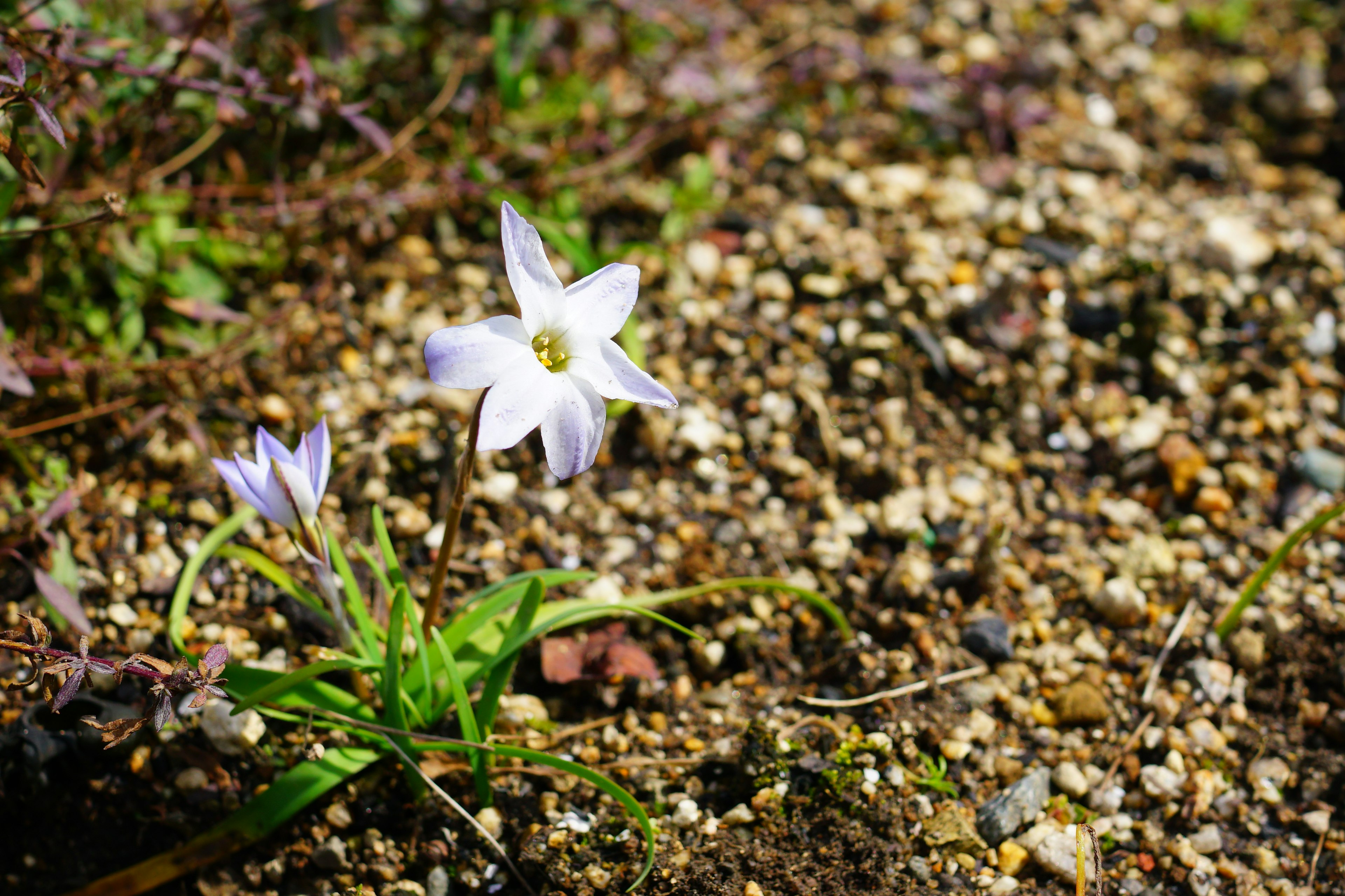 Kleine weiße Blume mit grünen Blättern, die in Kies wächst