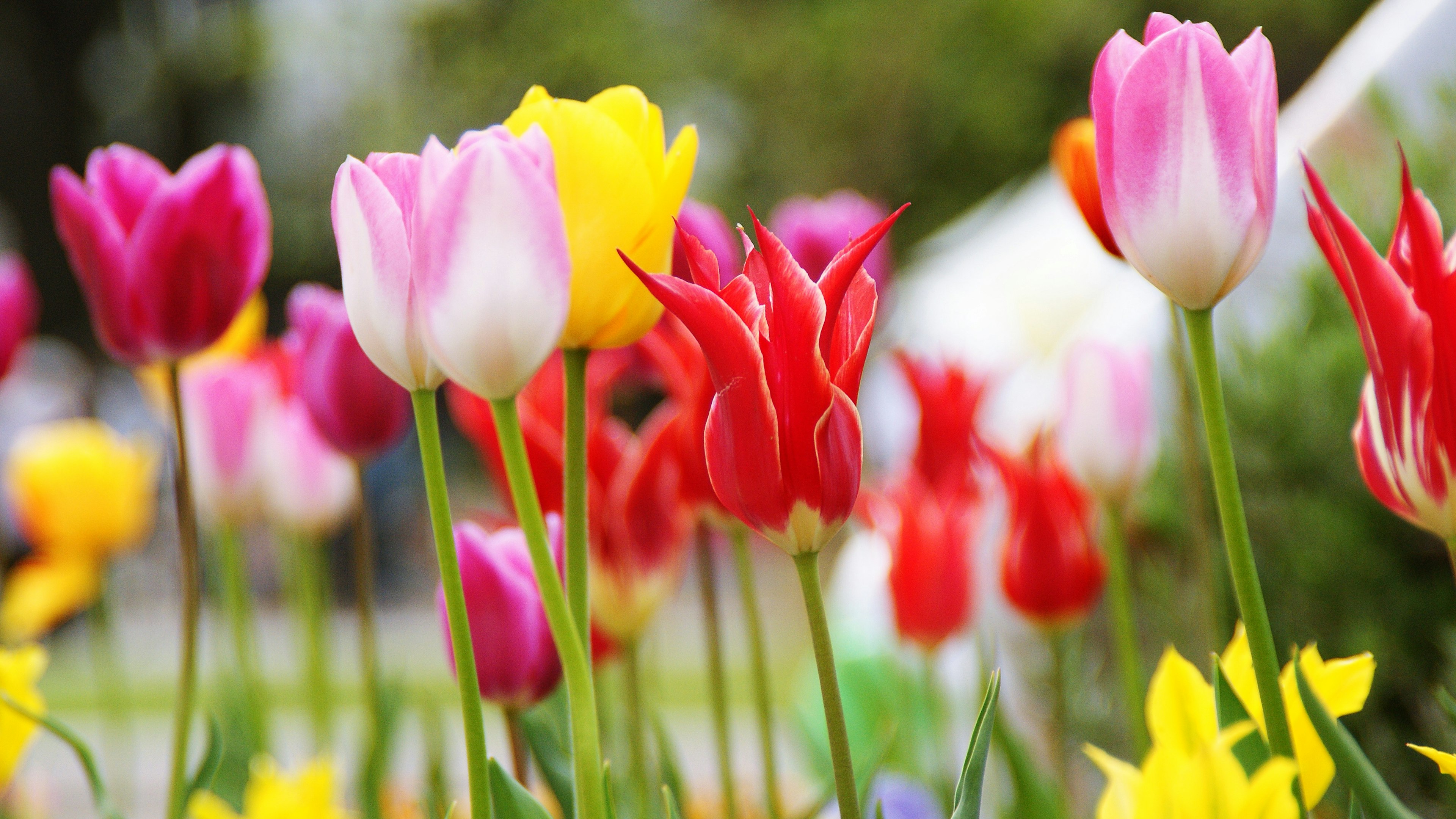 Ein lebendiges Blumenbeet voller bunter Tulpen in verschiedenen Farbtönen