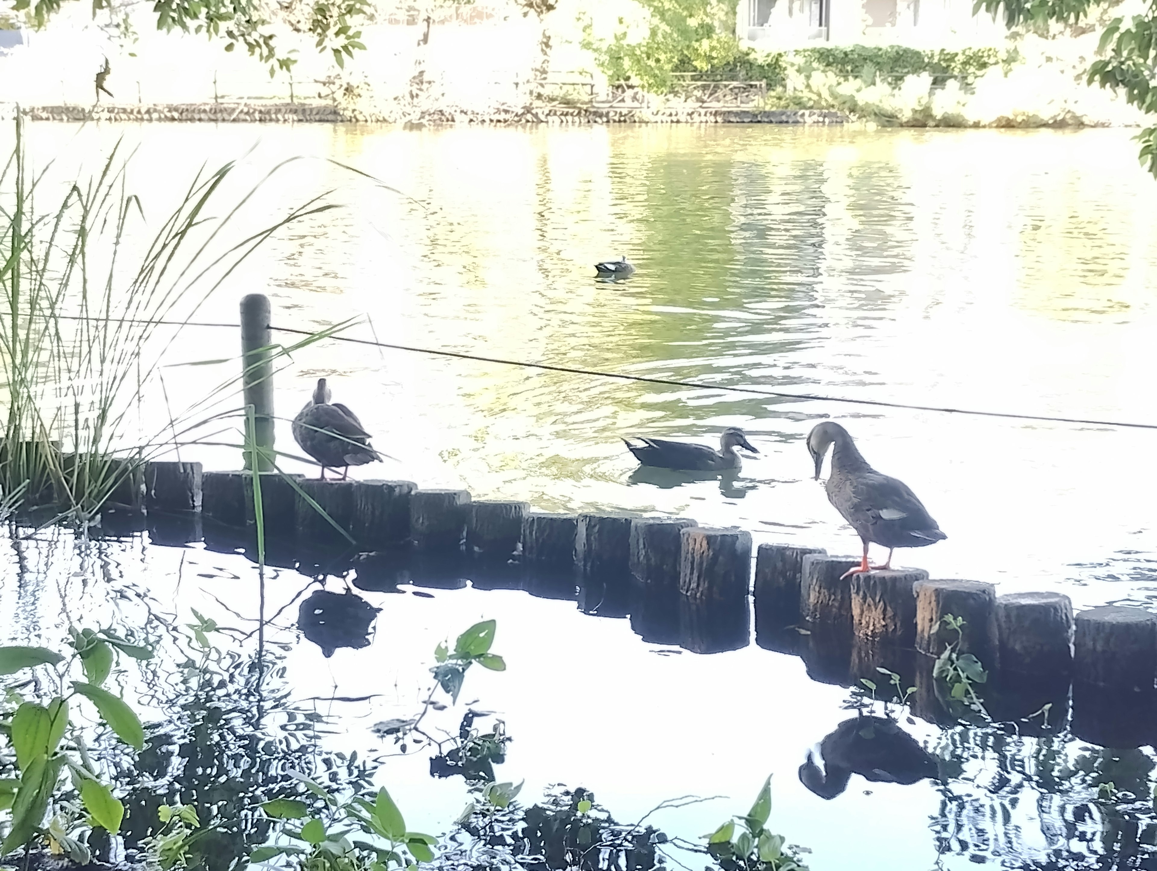 Bebek-bebek beristirahat di tepi danau tenang dengan pantulan di air