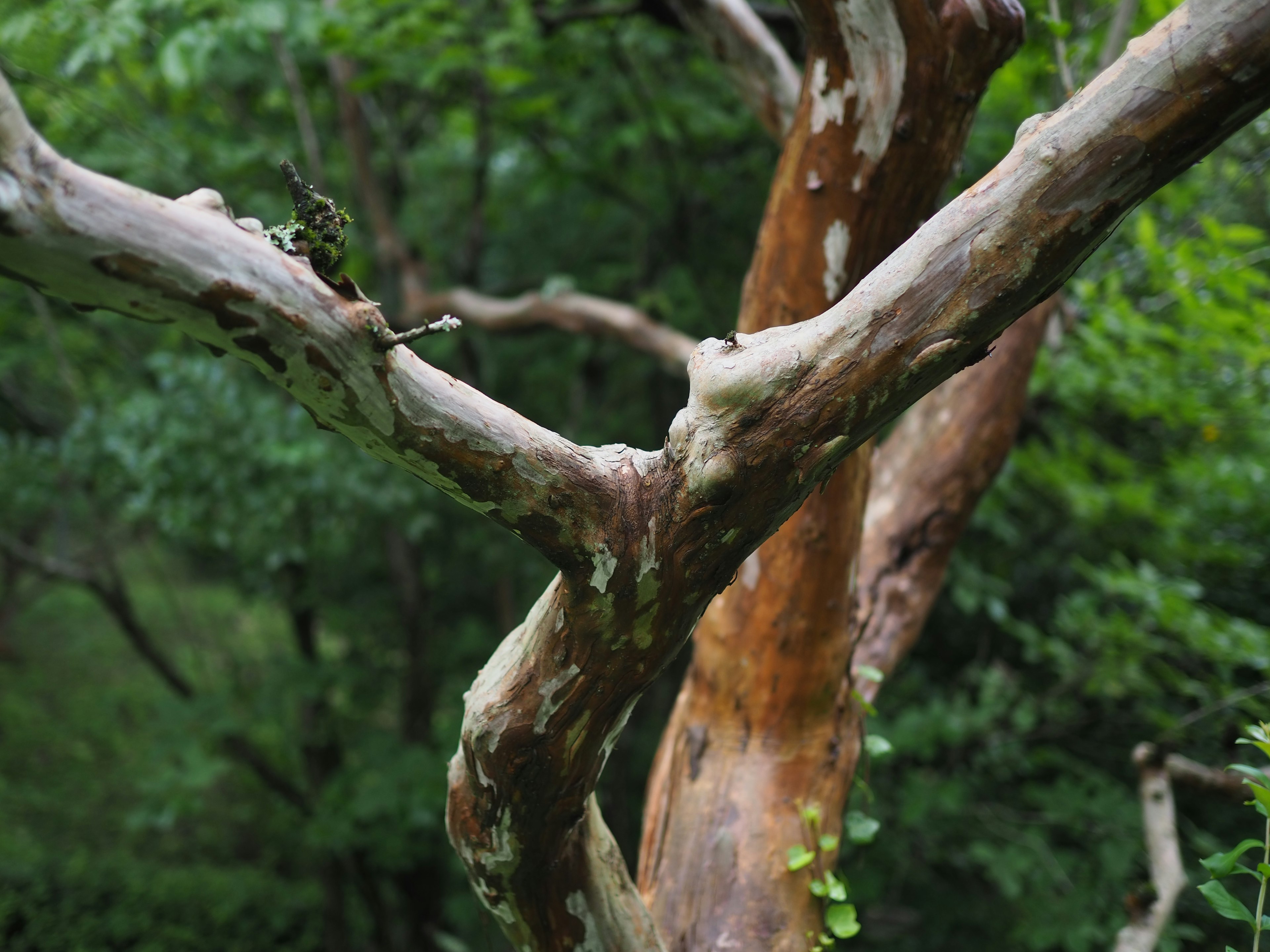 A tree trunk and branches with unique shapes against a green background